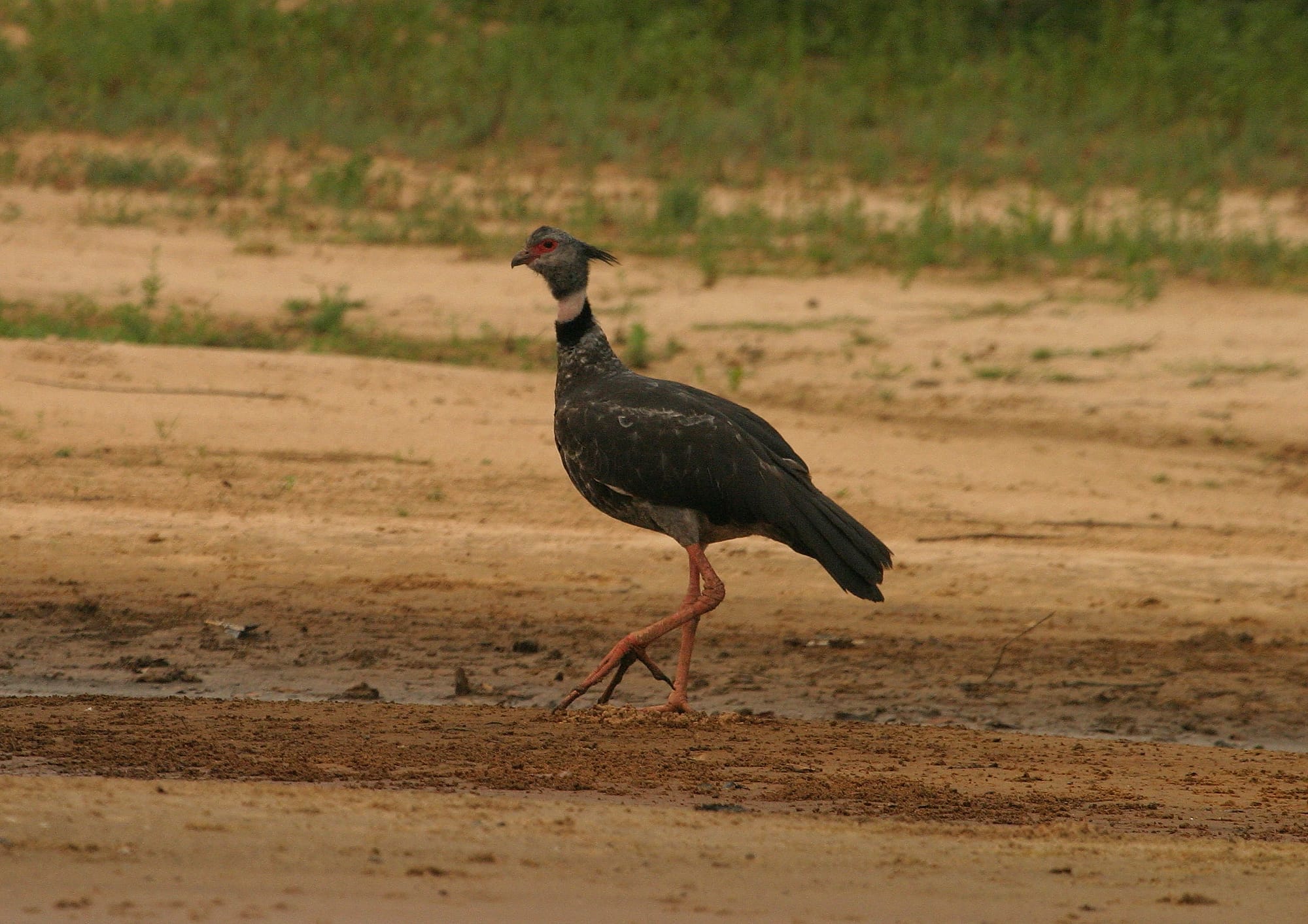 Southern Screamer