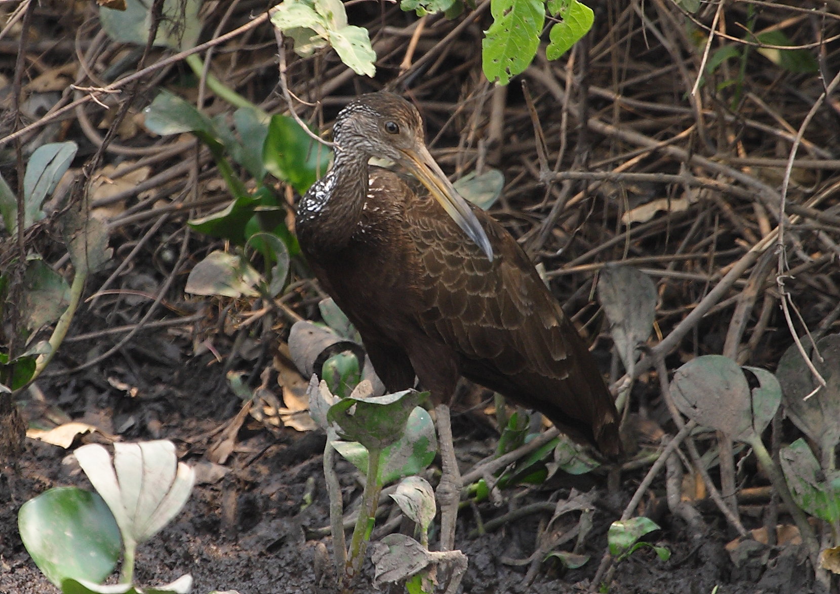 Limpkin