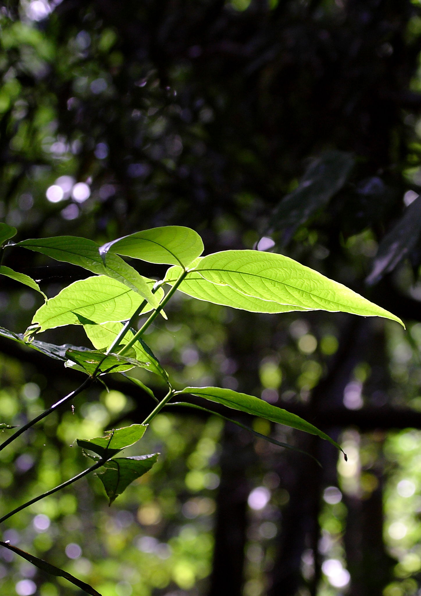 Amazon Forest