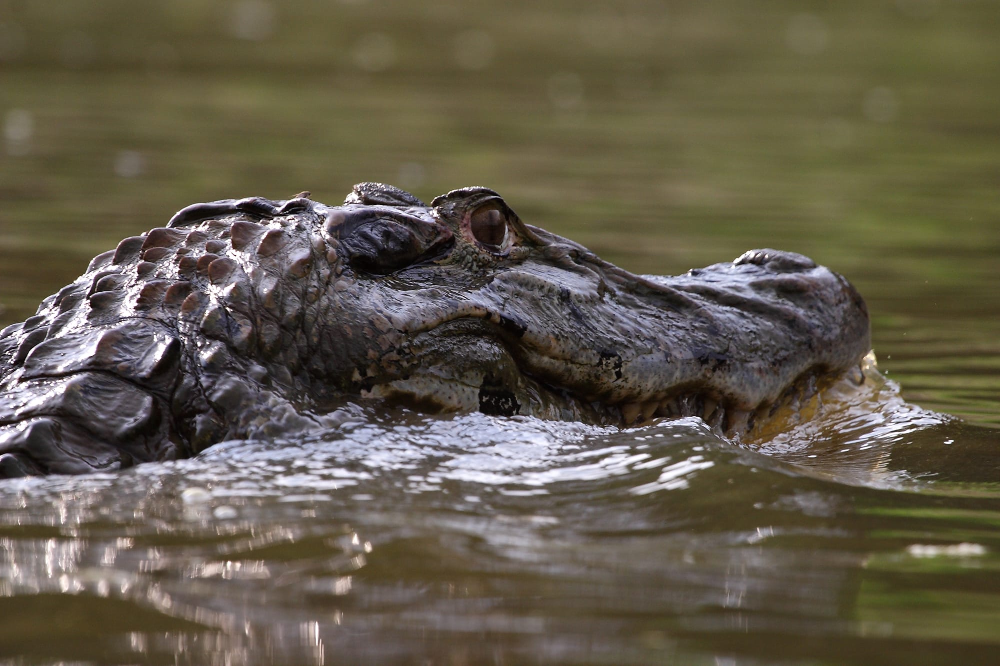 Black Caiman