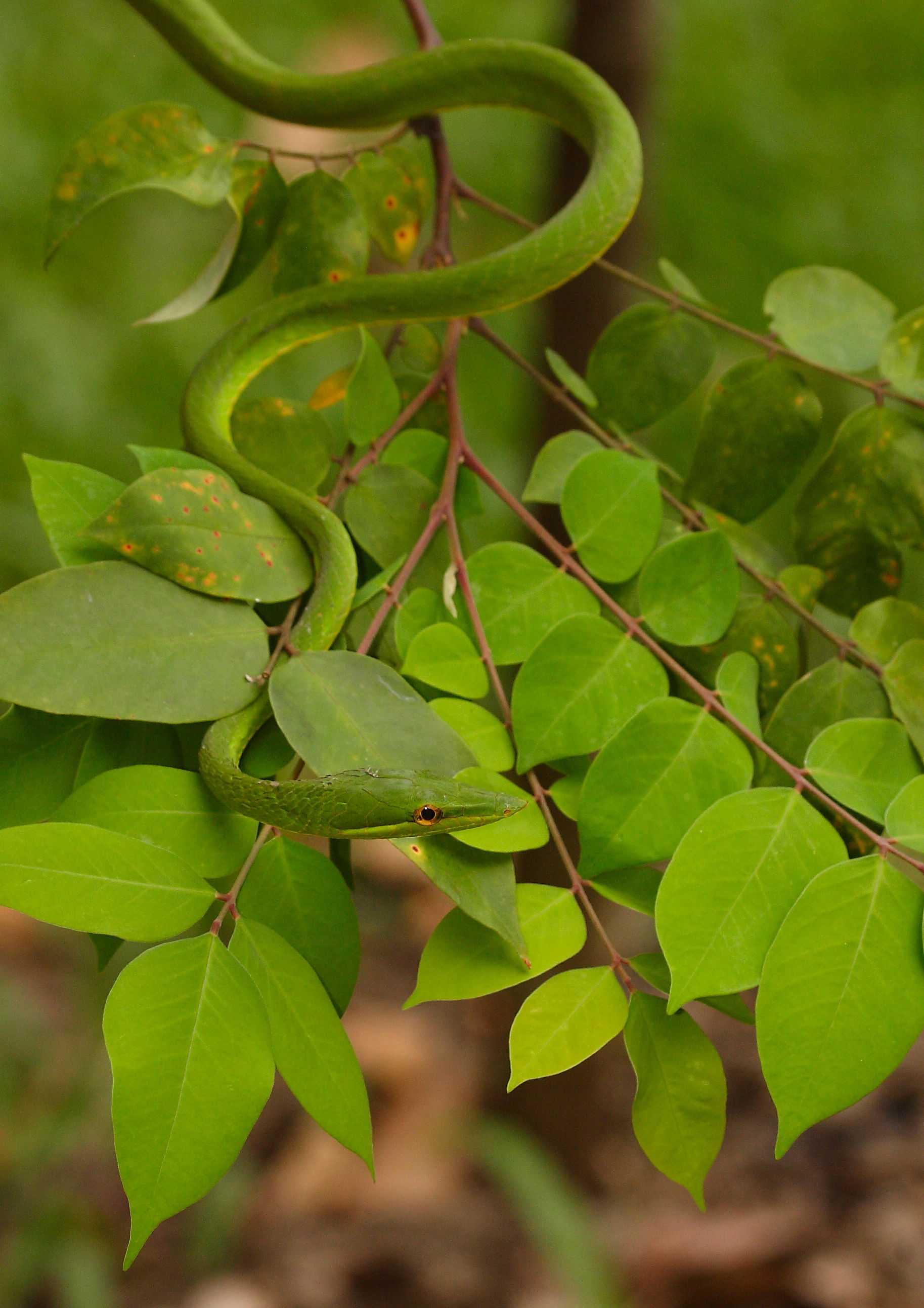 Green Vine Snake