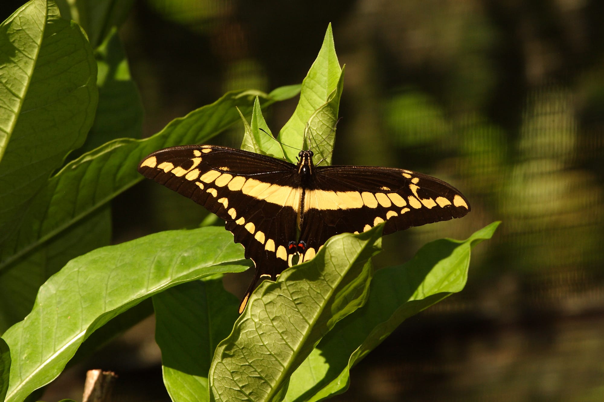 Big Thoas Butterfly