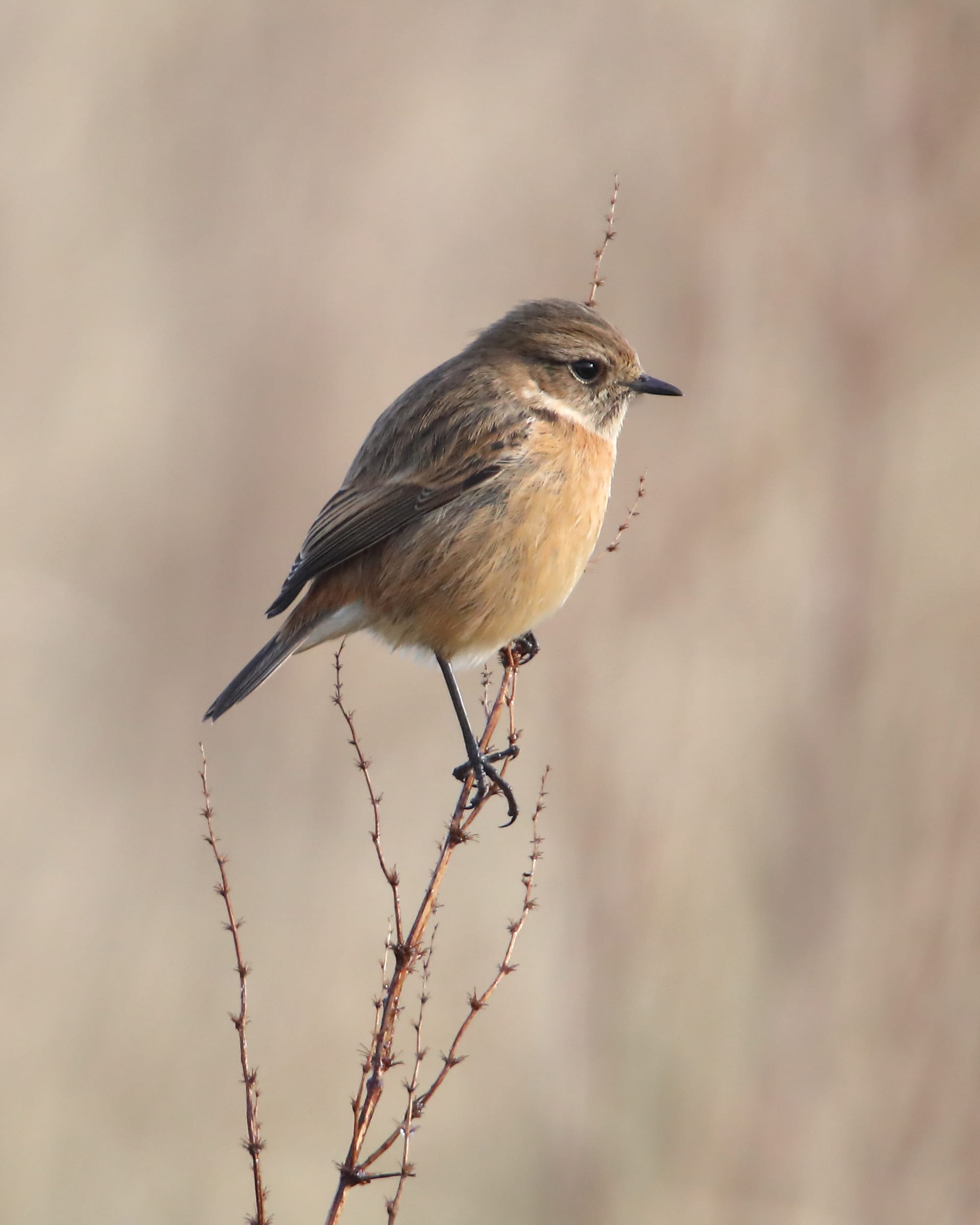 Stonechat