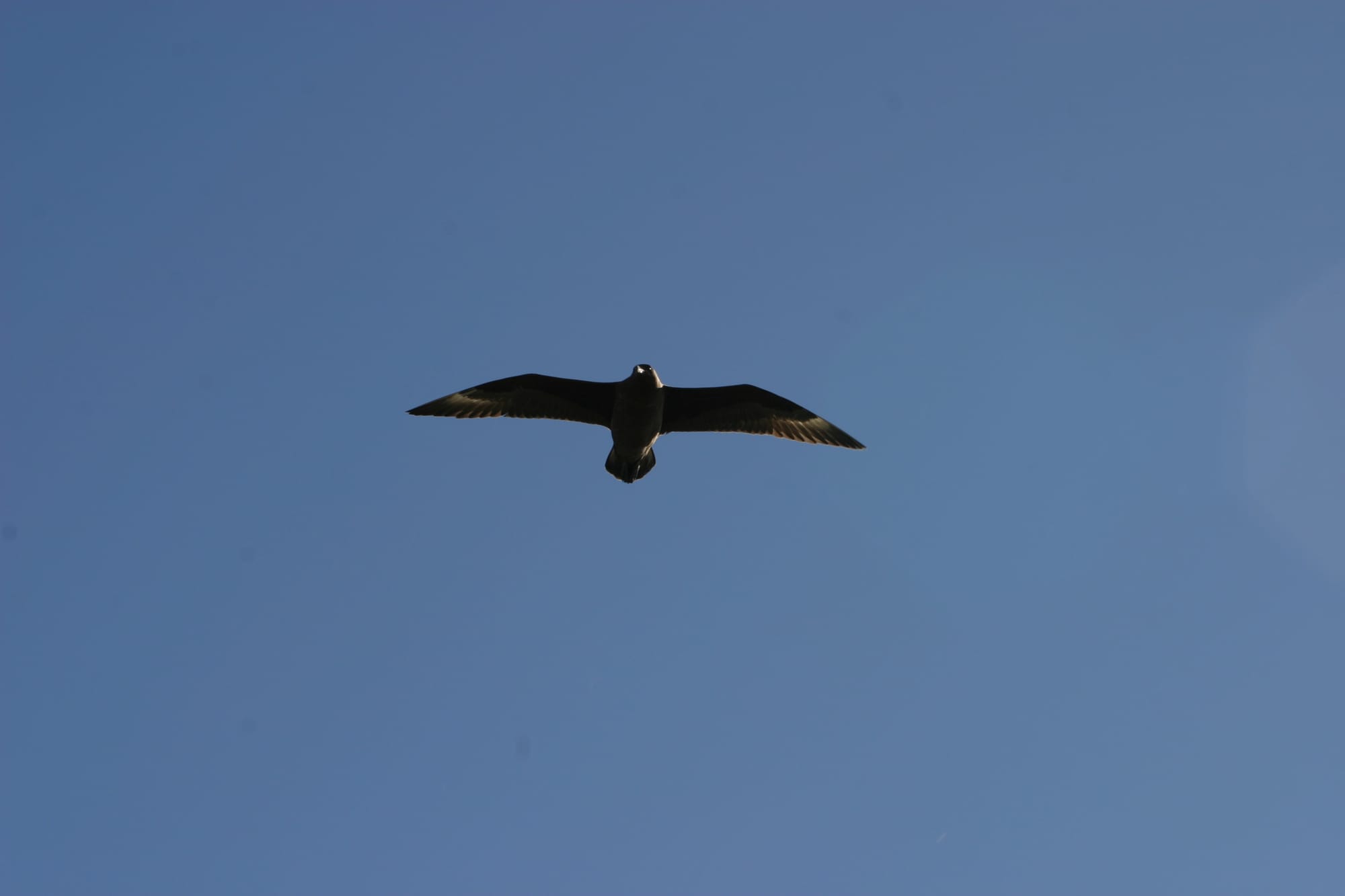 Antarctic Skua