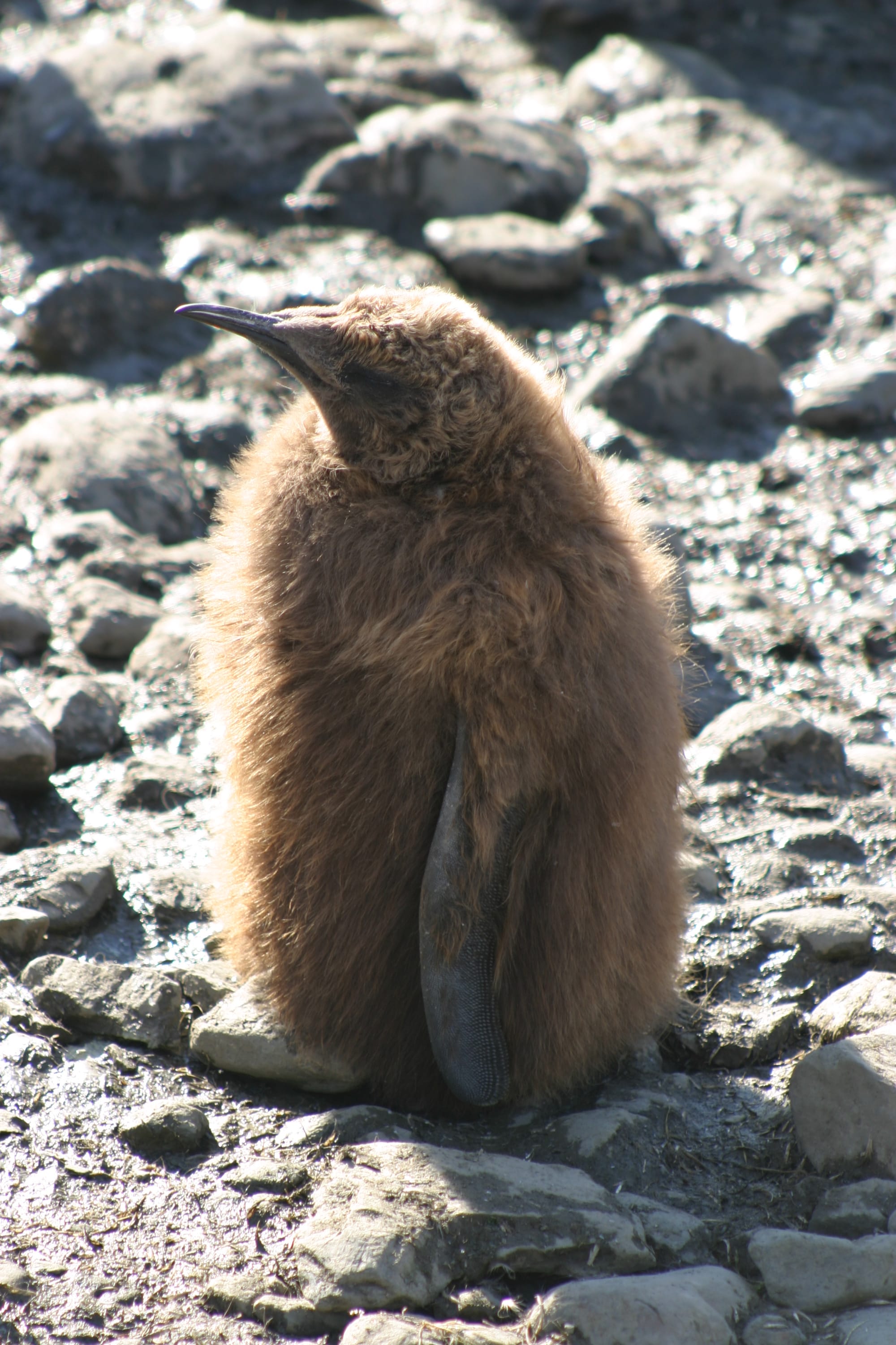 King Penguin chick