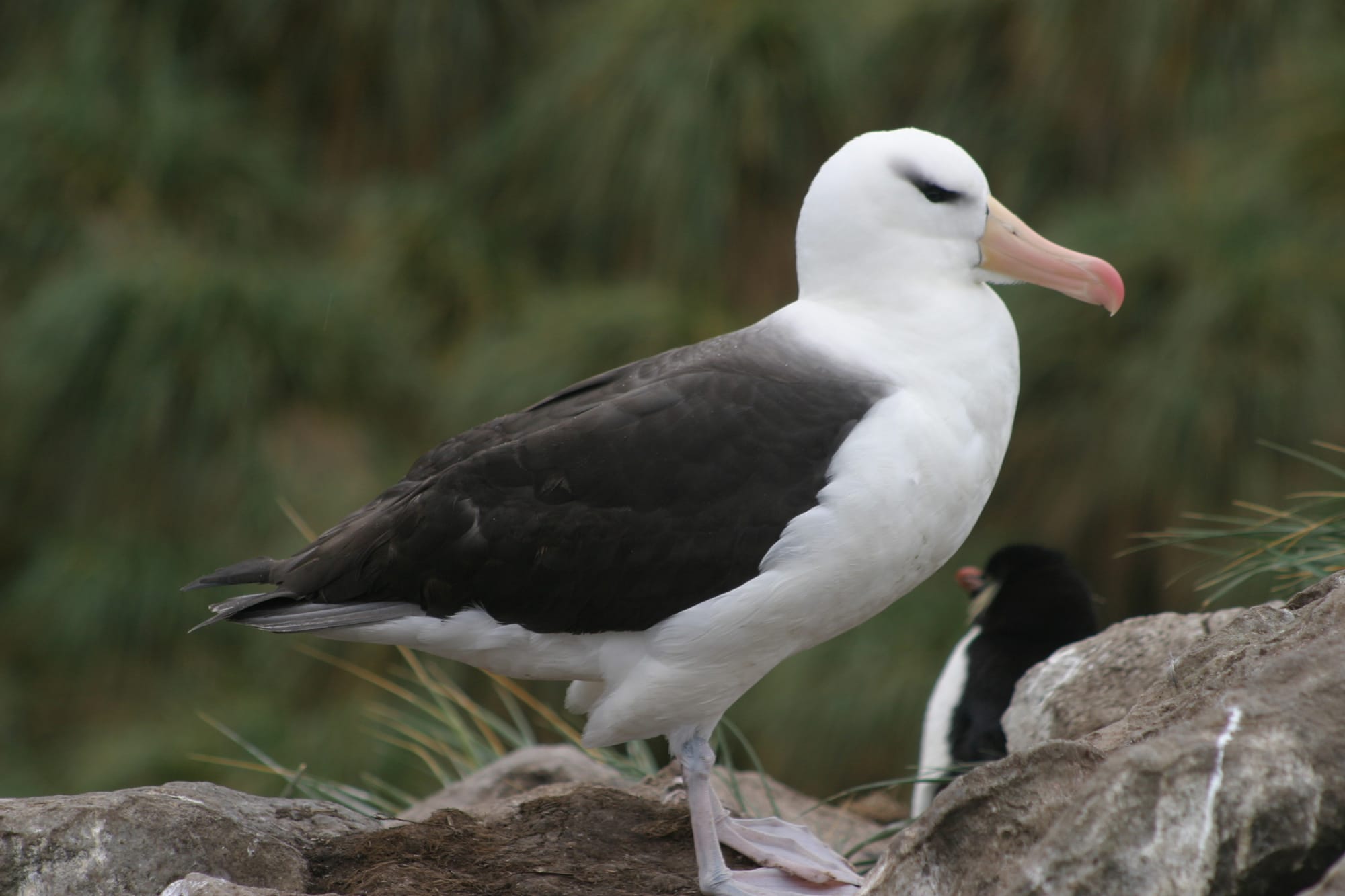 Black-browed Albatross