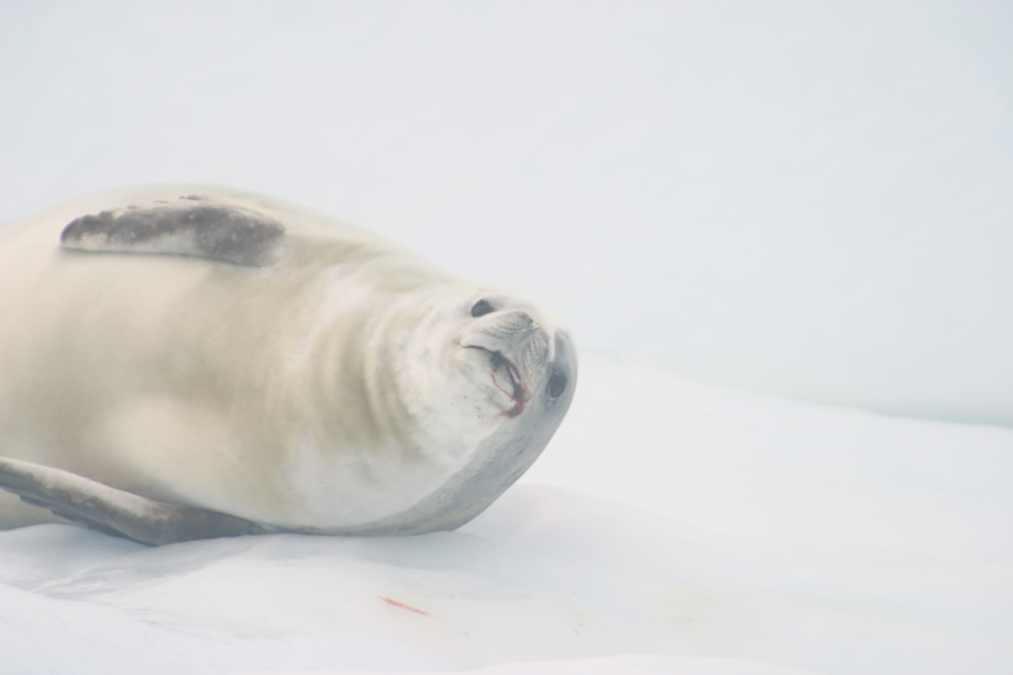 Crabeater Seal