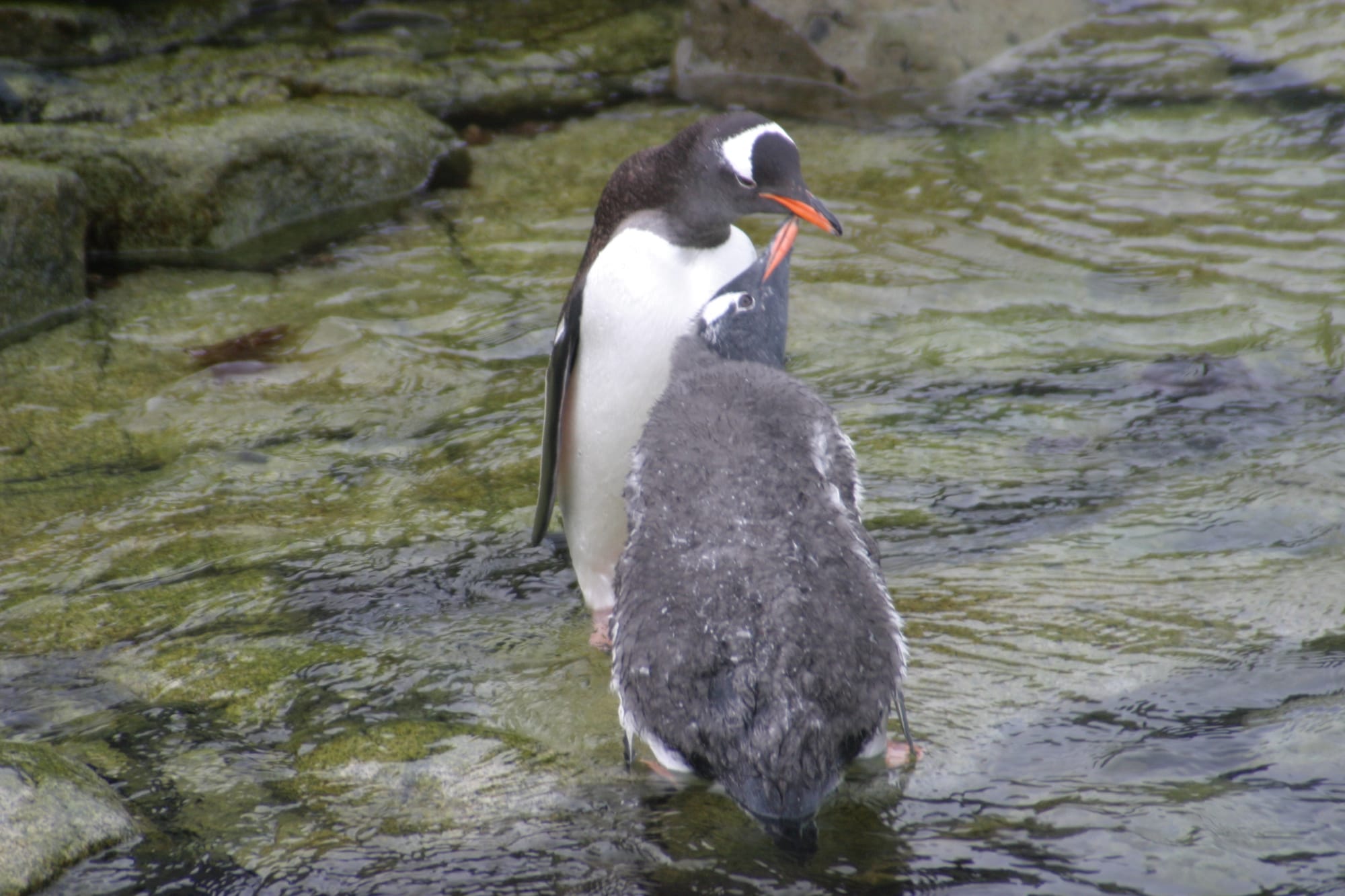 Gentoo Penguin and chick
