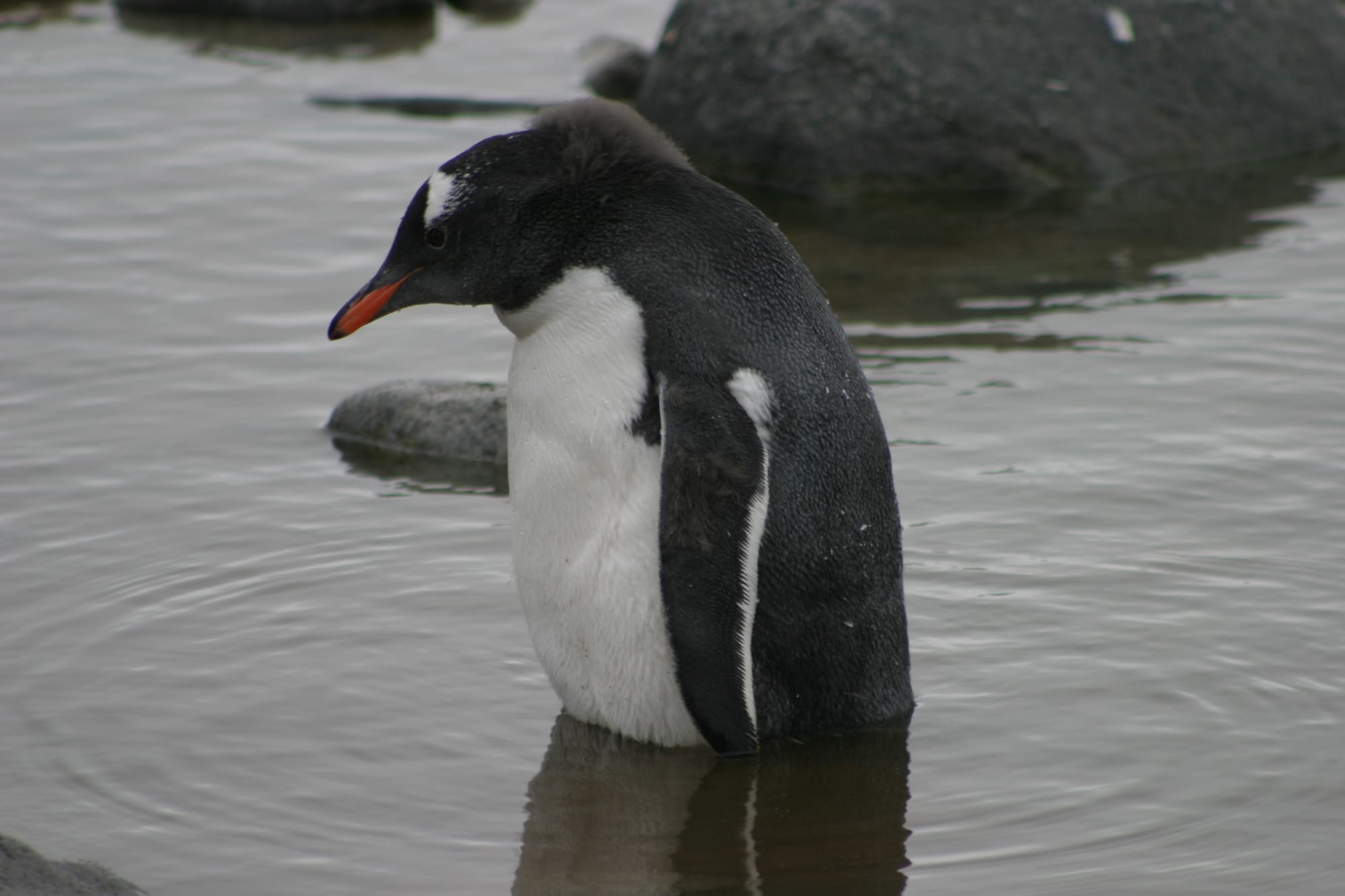 Gentoo Penguin