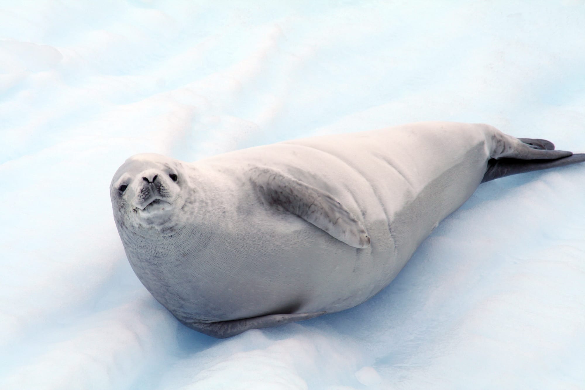 Crabeater Seal