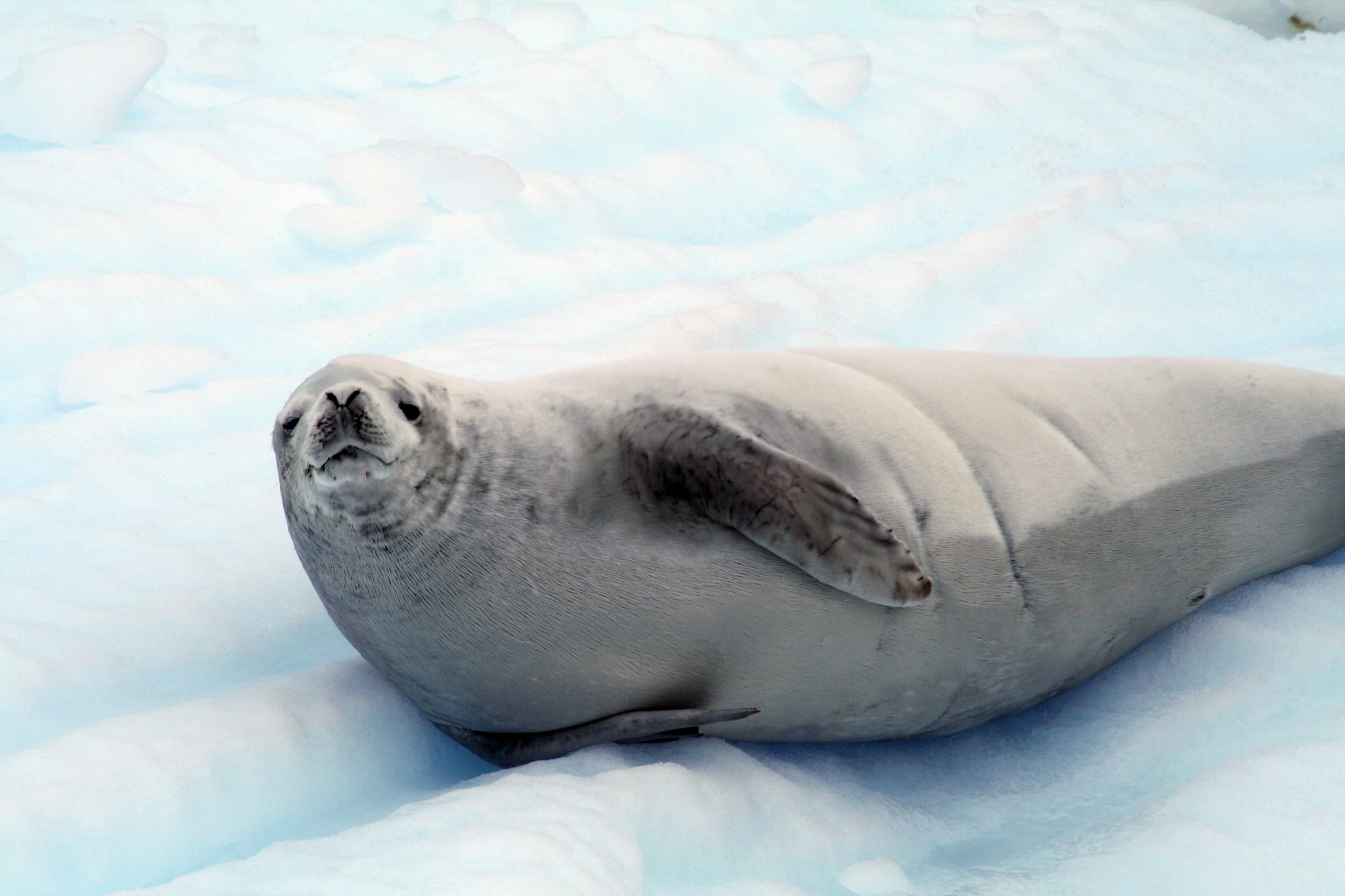 Crabeater Seal