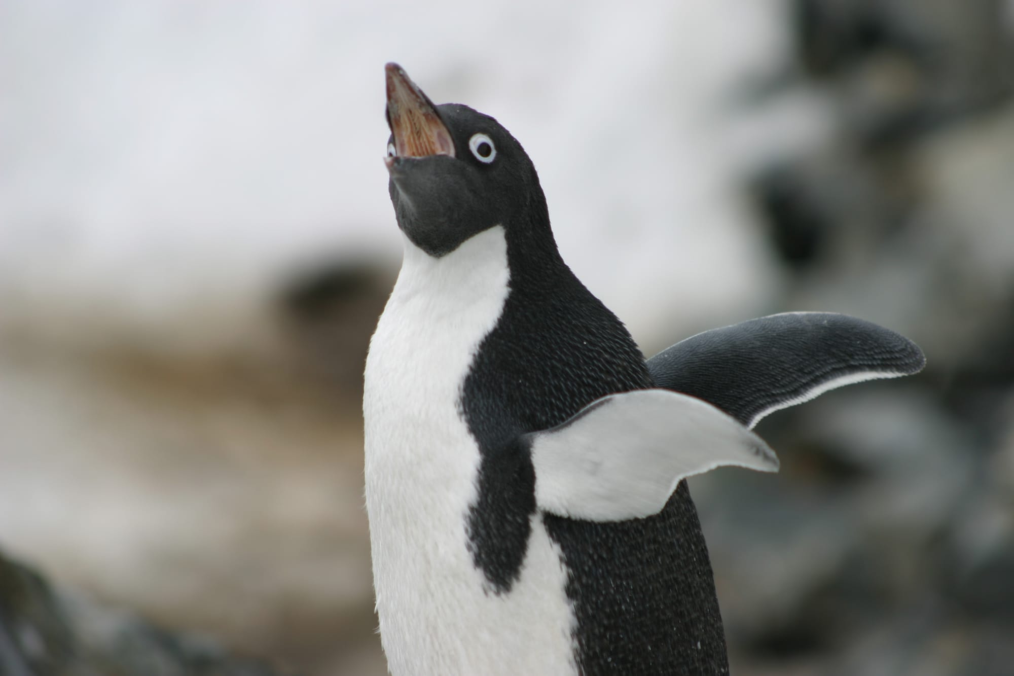 Adelie Penguin