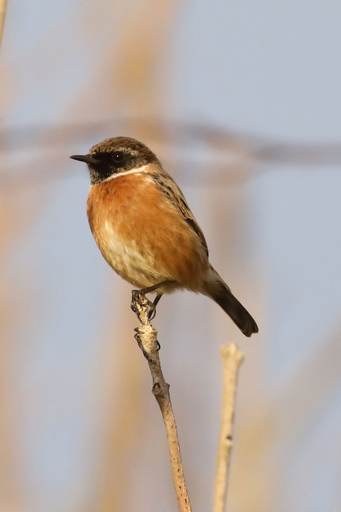 Stonechat