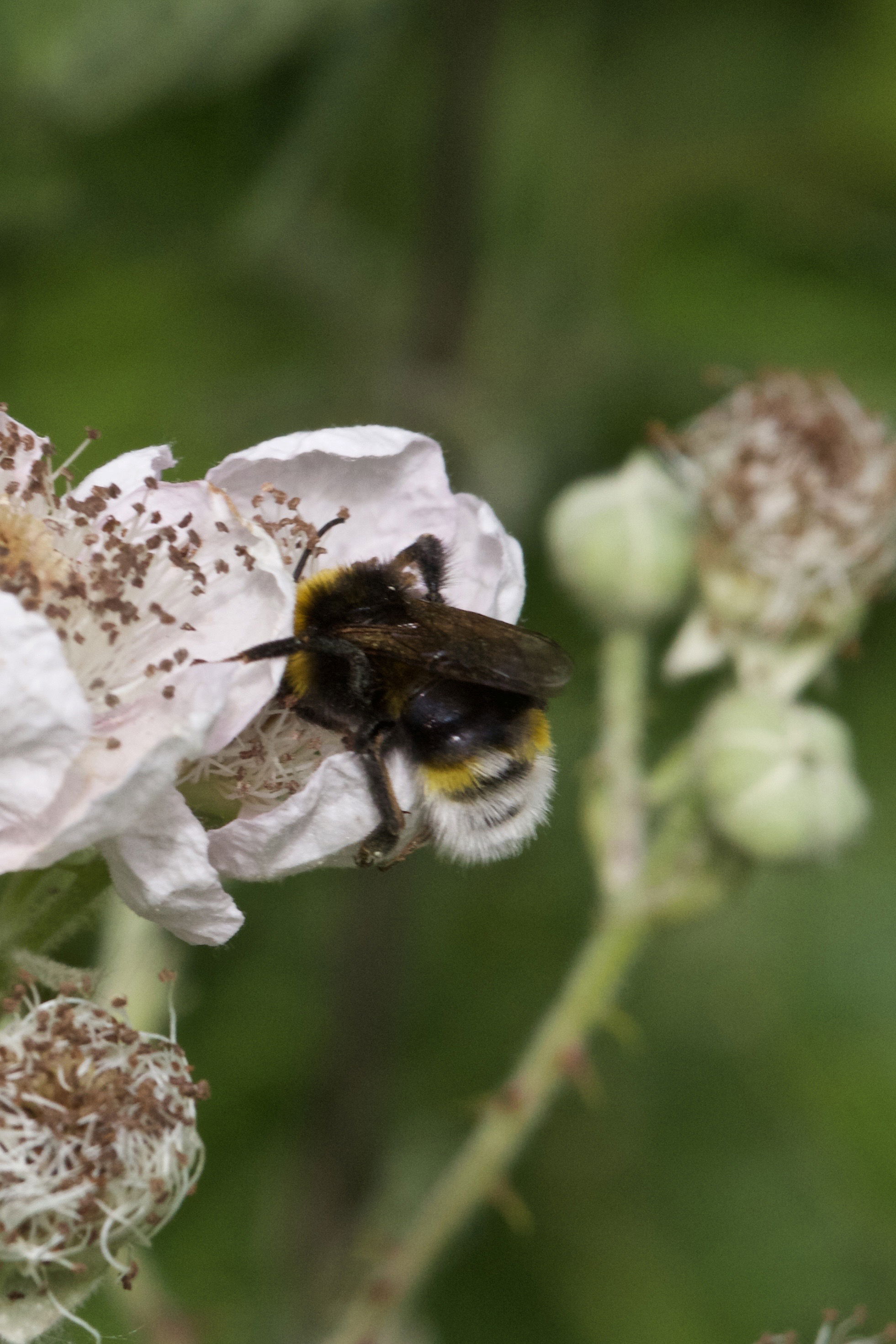 Southern Cuckoo Bumblebee