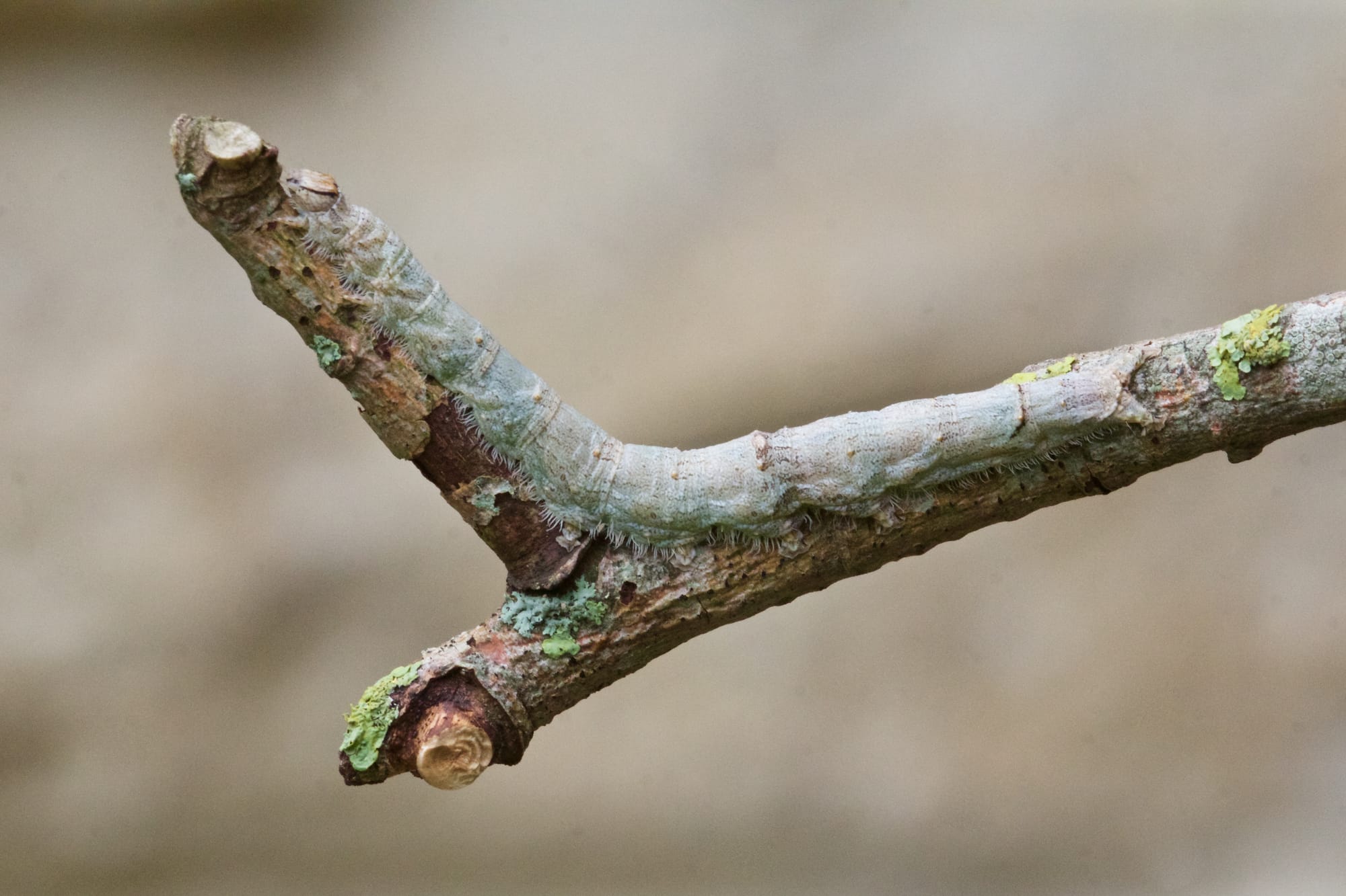 Red Underwing caterpillar