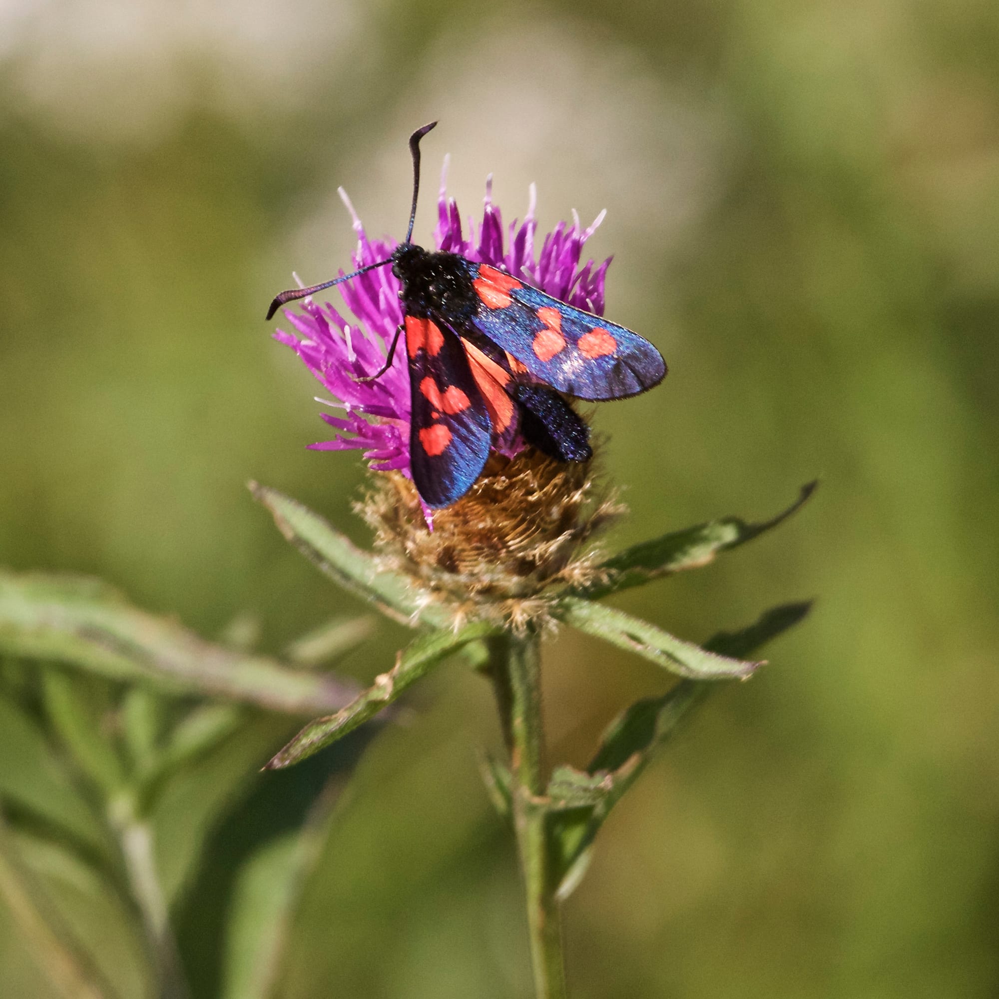 Six-spot Burnet