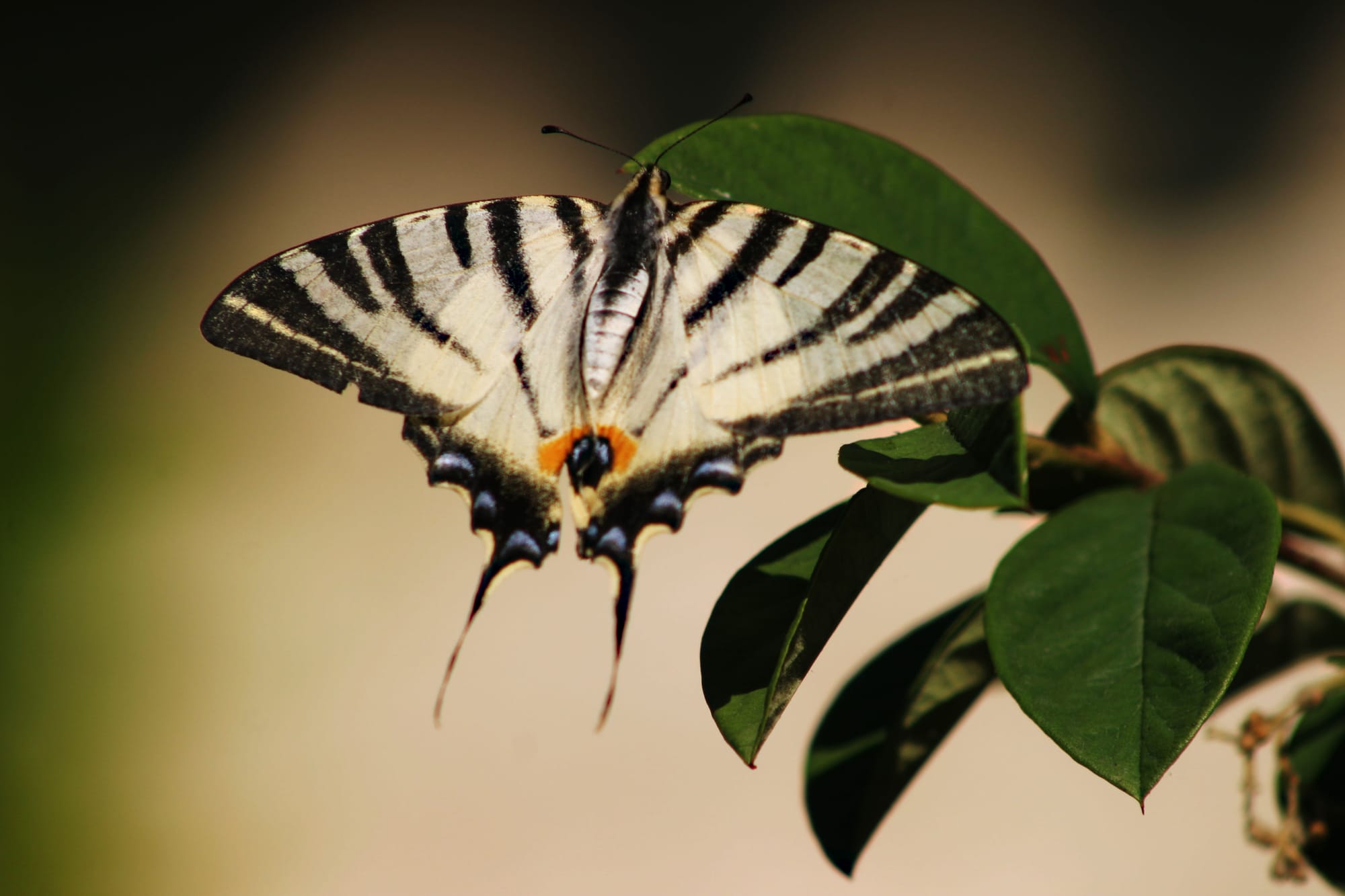 Scarce Swallowtail