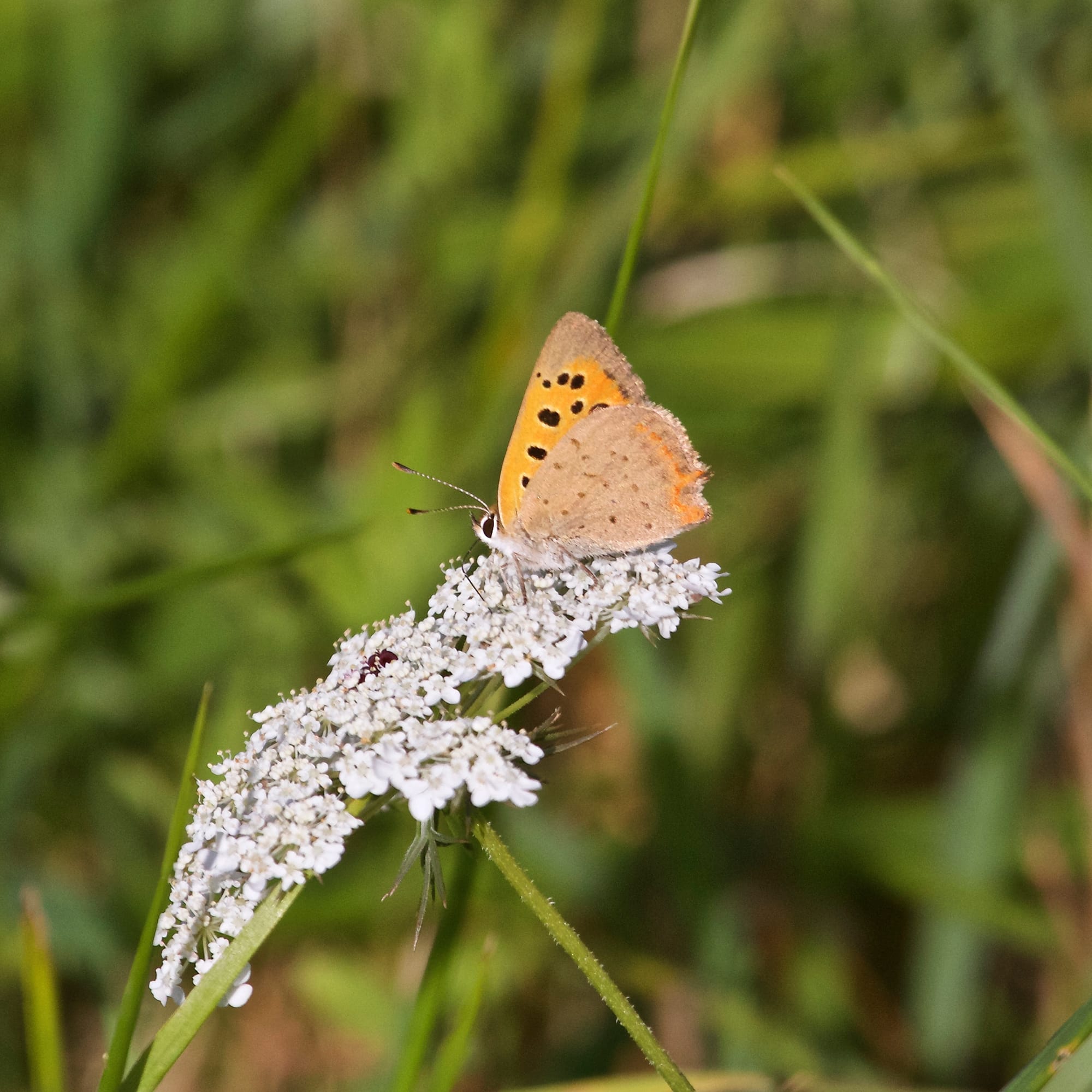 Small Copper