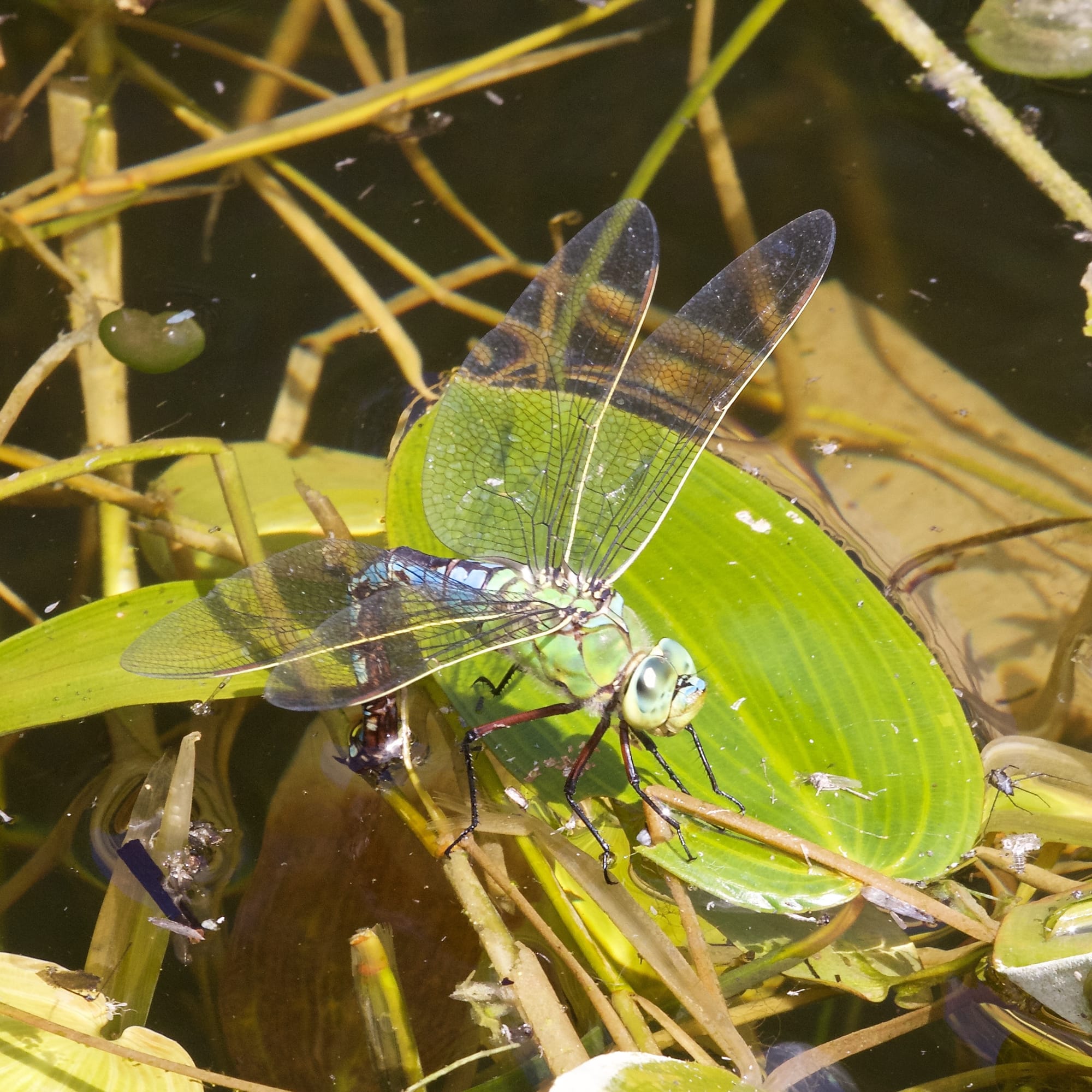 Emperor dragonfly