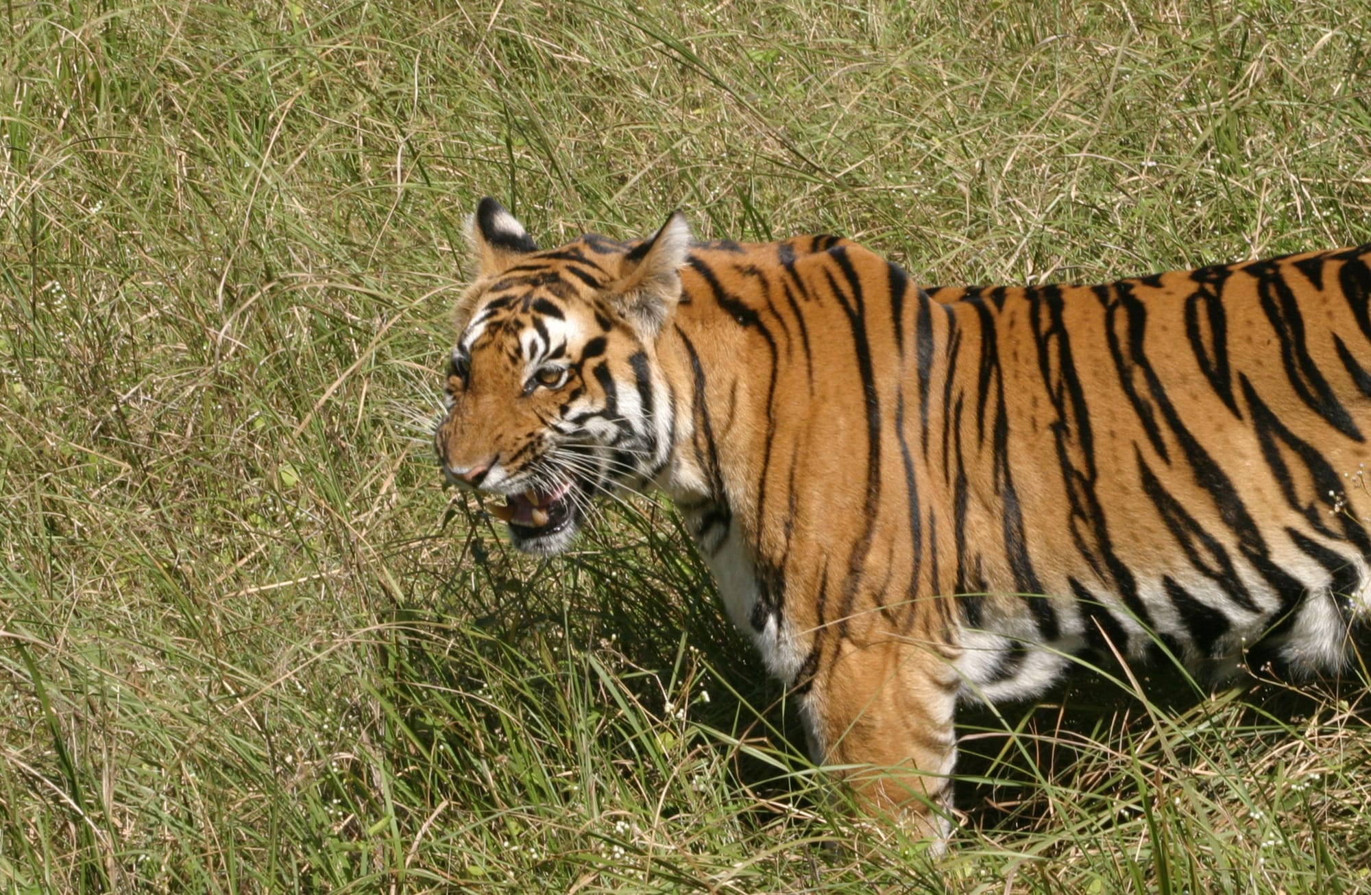 Tiger