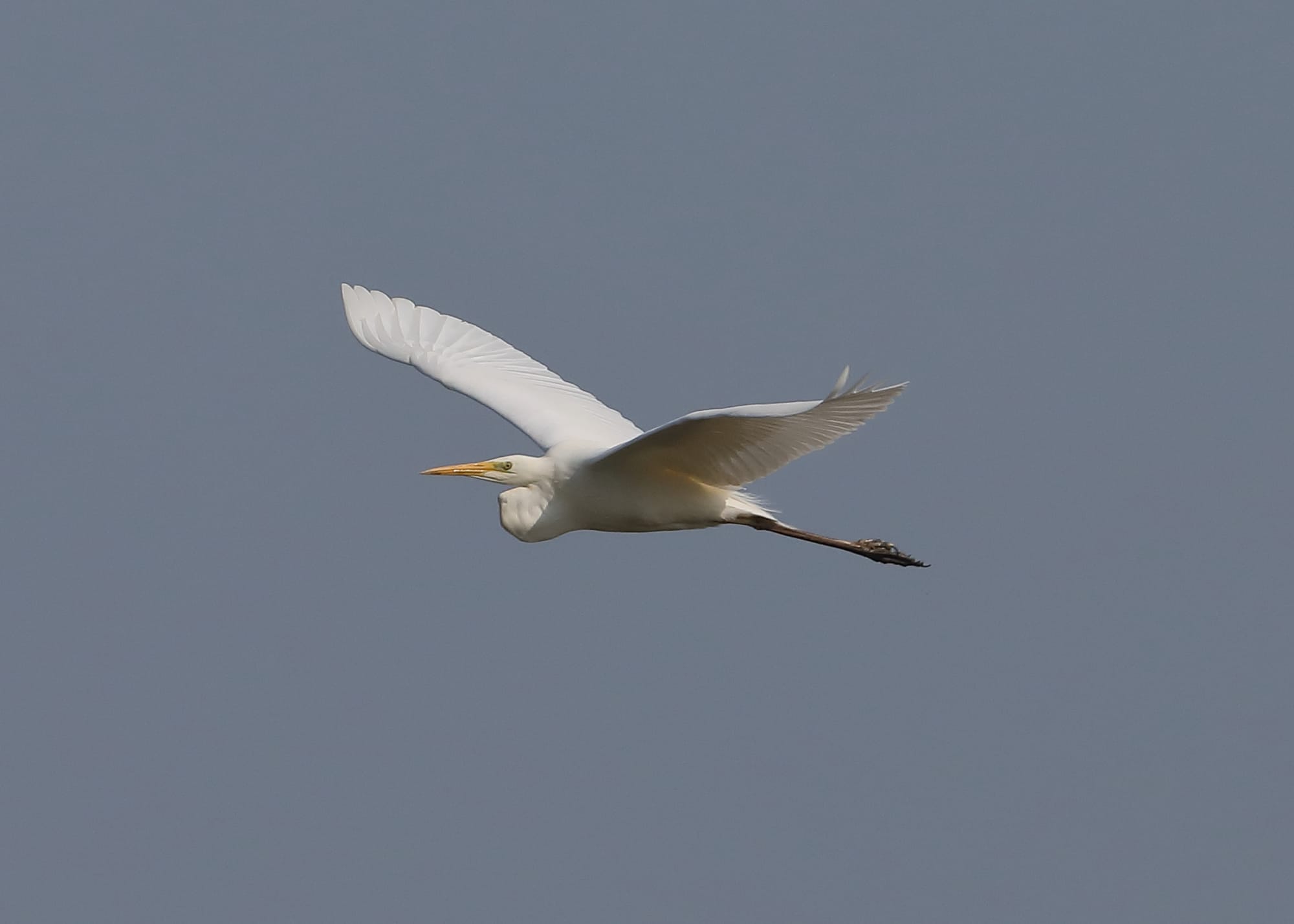 Great White Egret