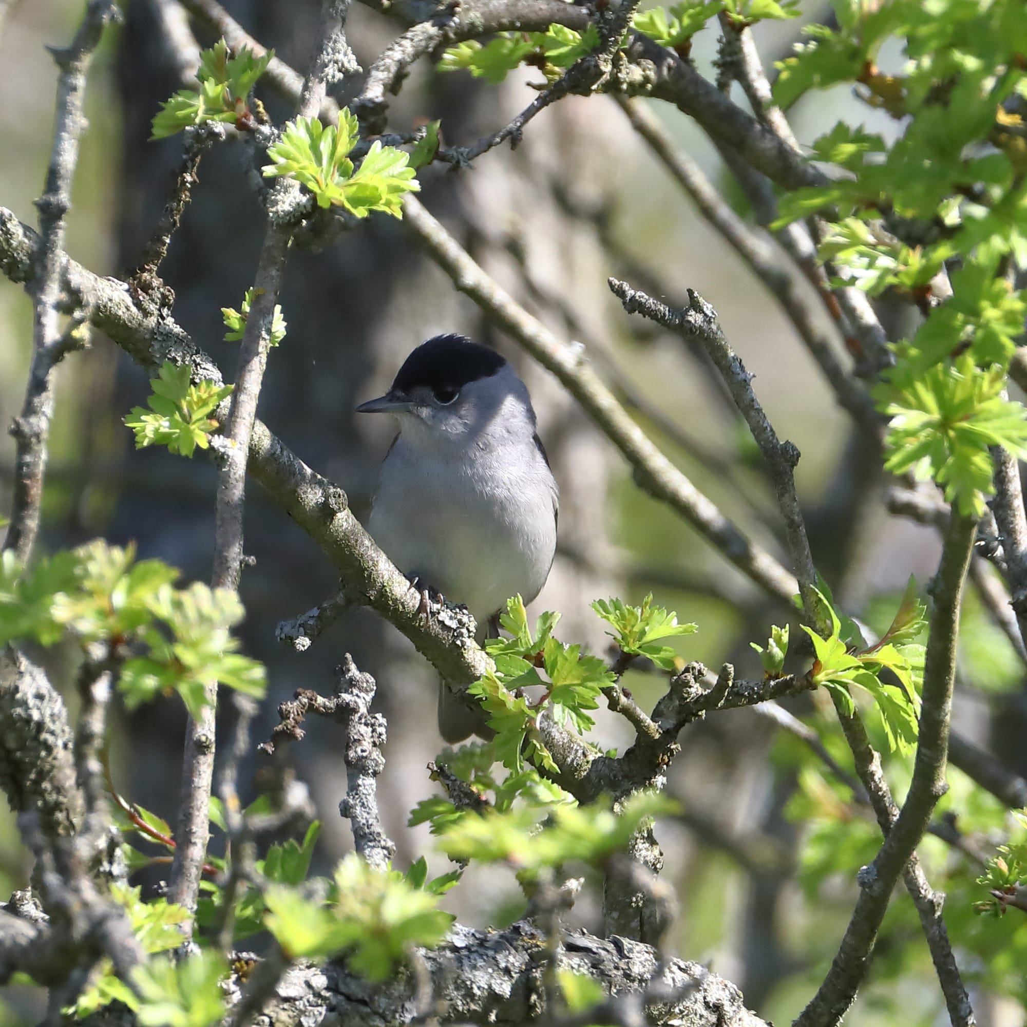 Blackcap