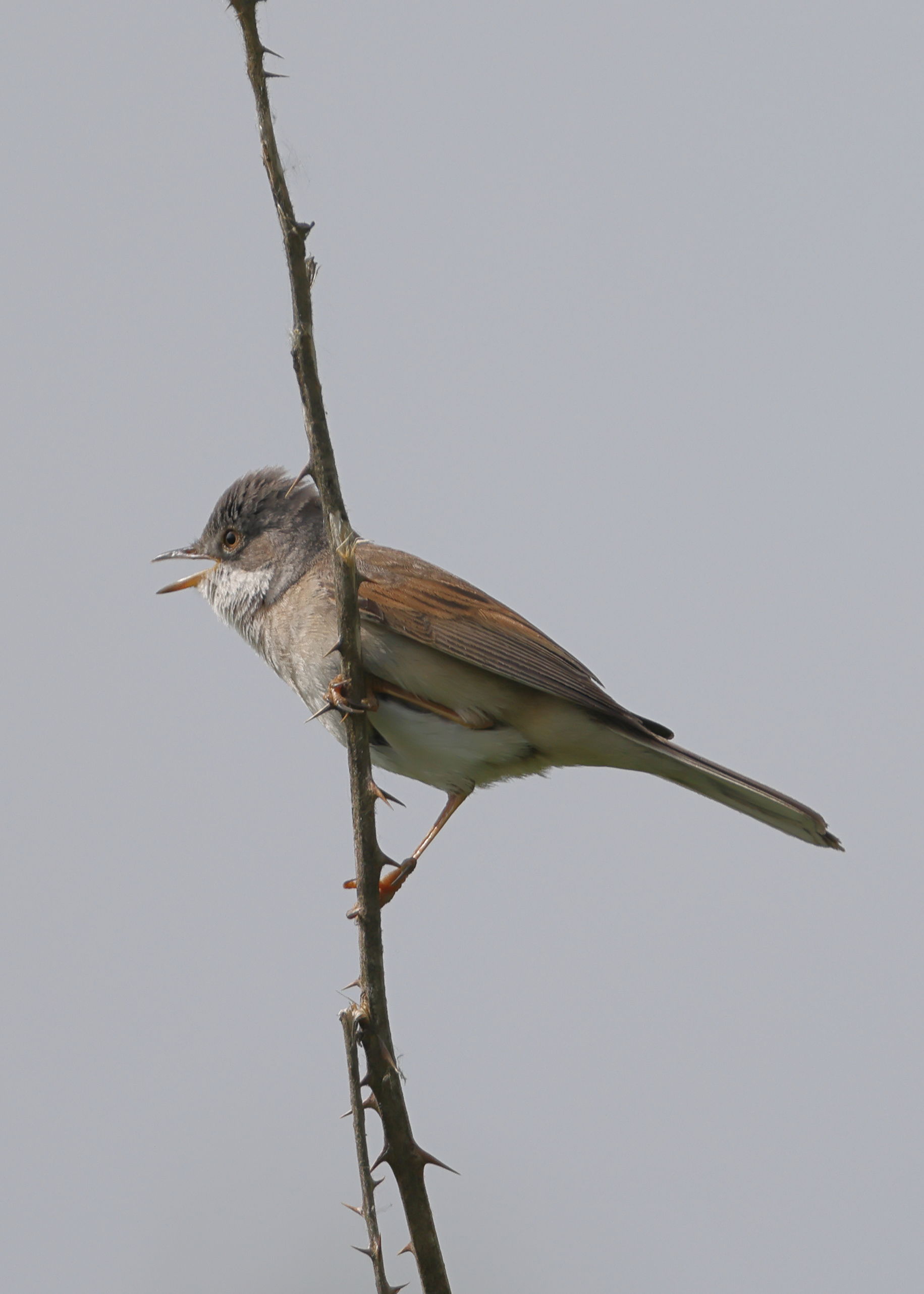 Whitethroat