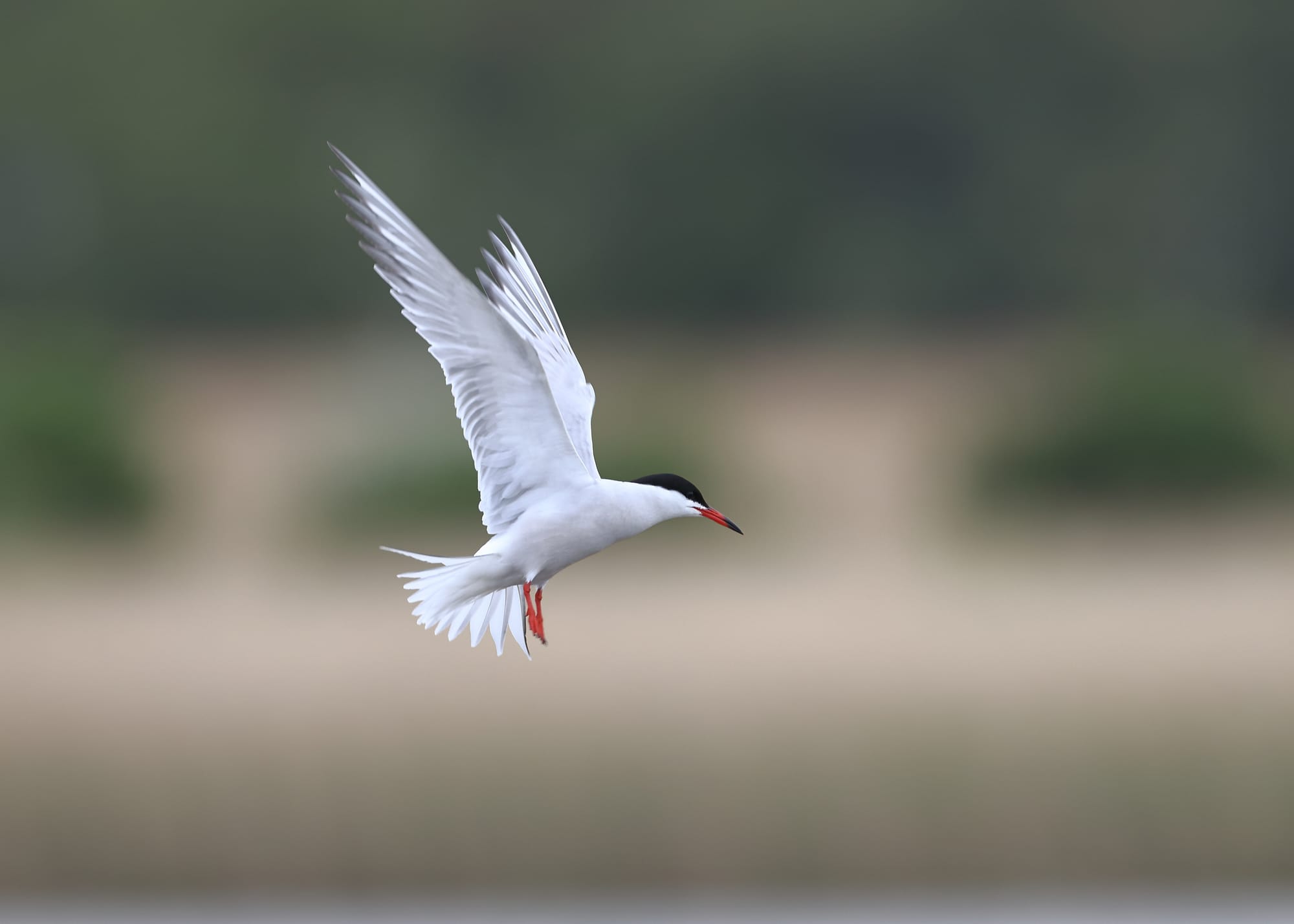 Common Tern