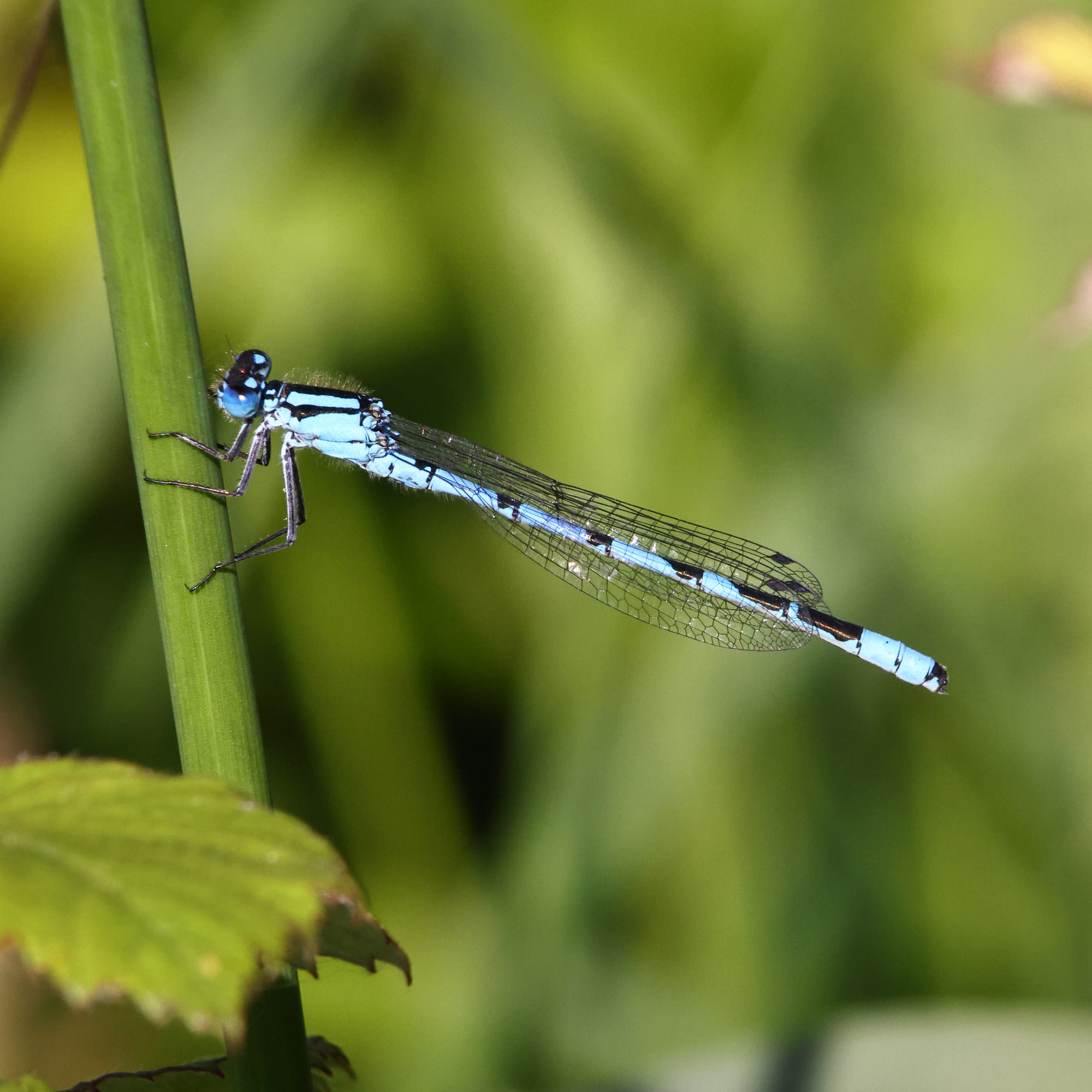 Common Blue Damselfly