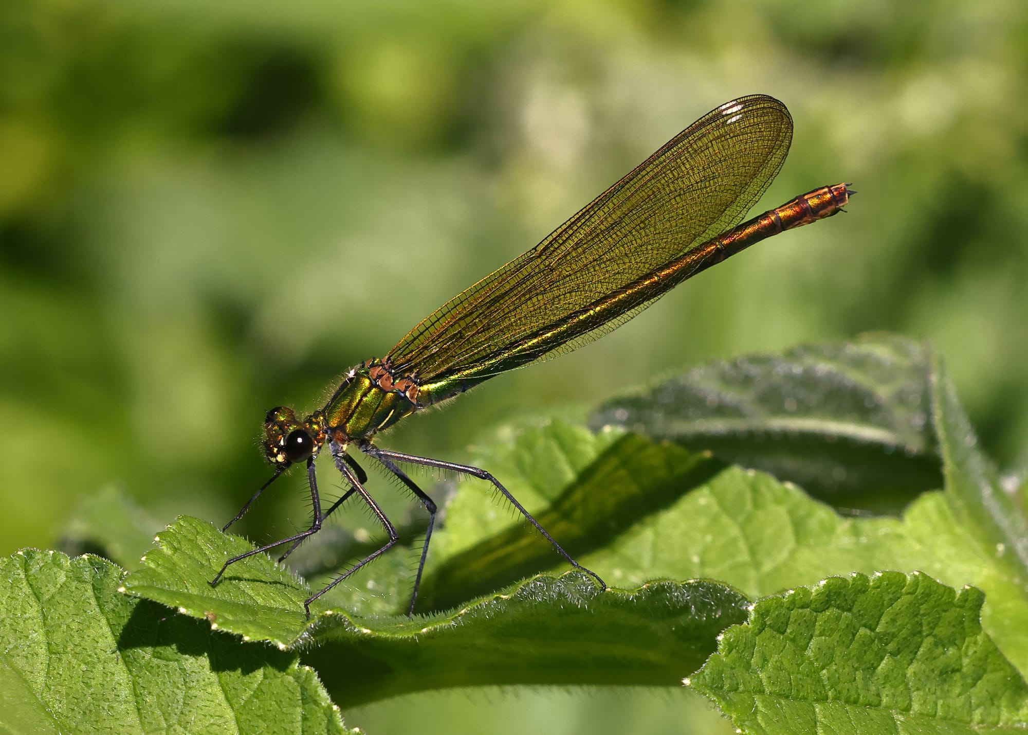 Beautiful Demoiselle