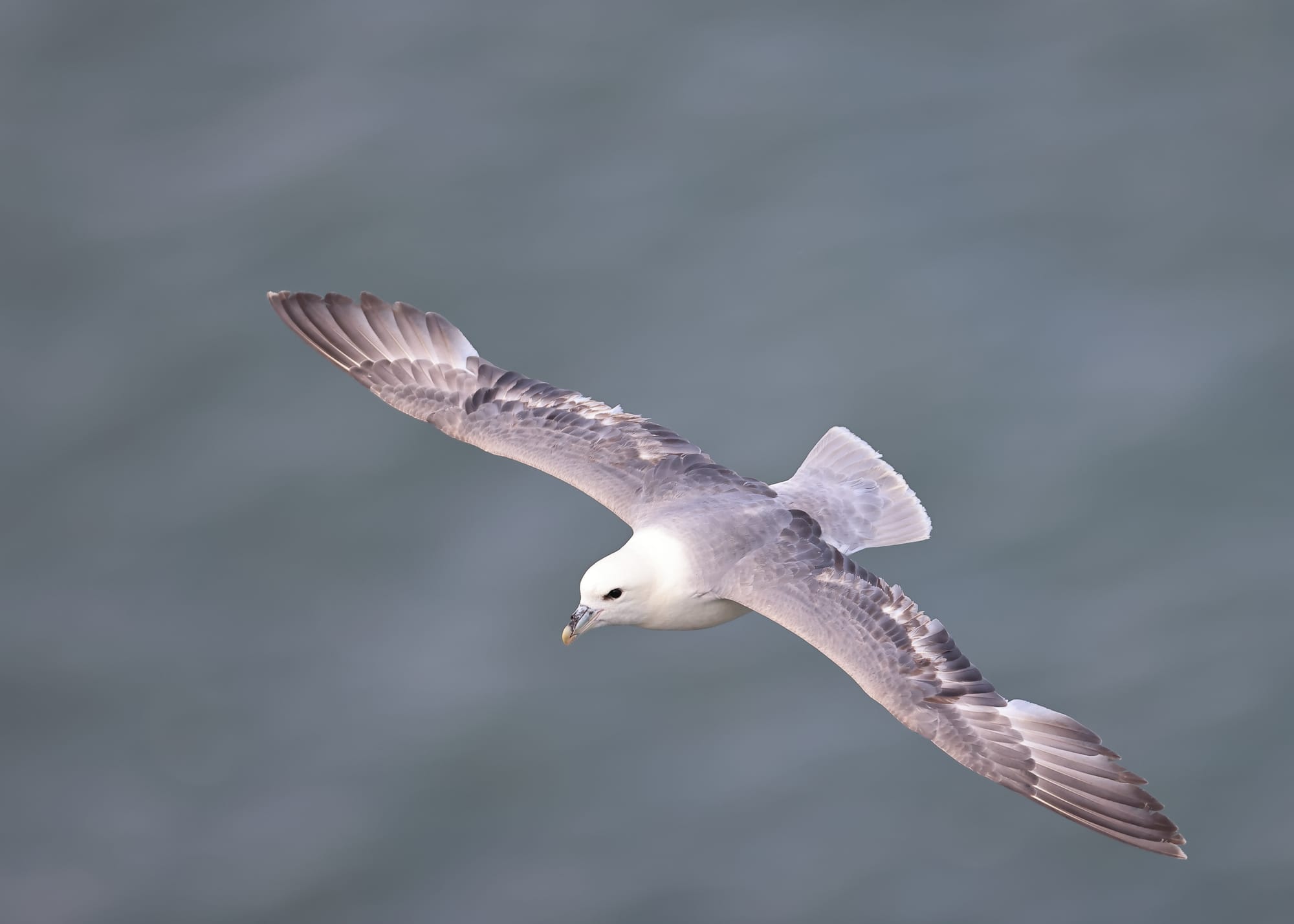 Fulmar