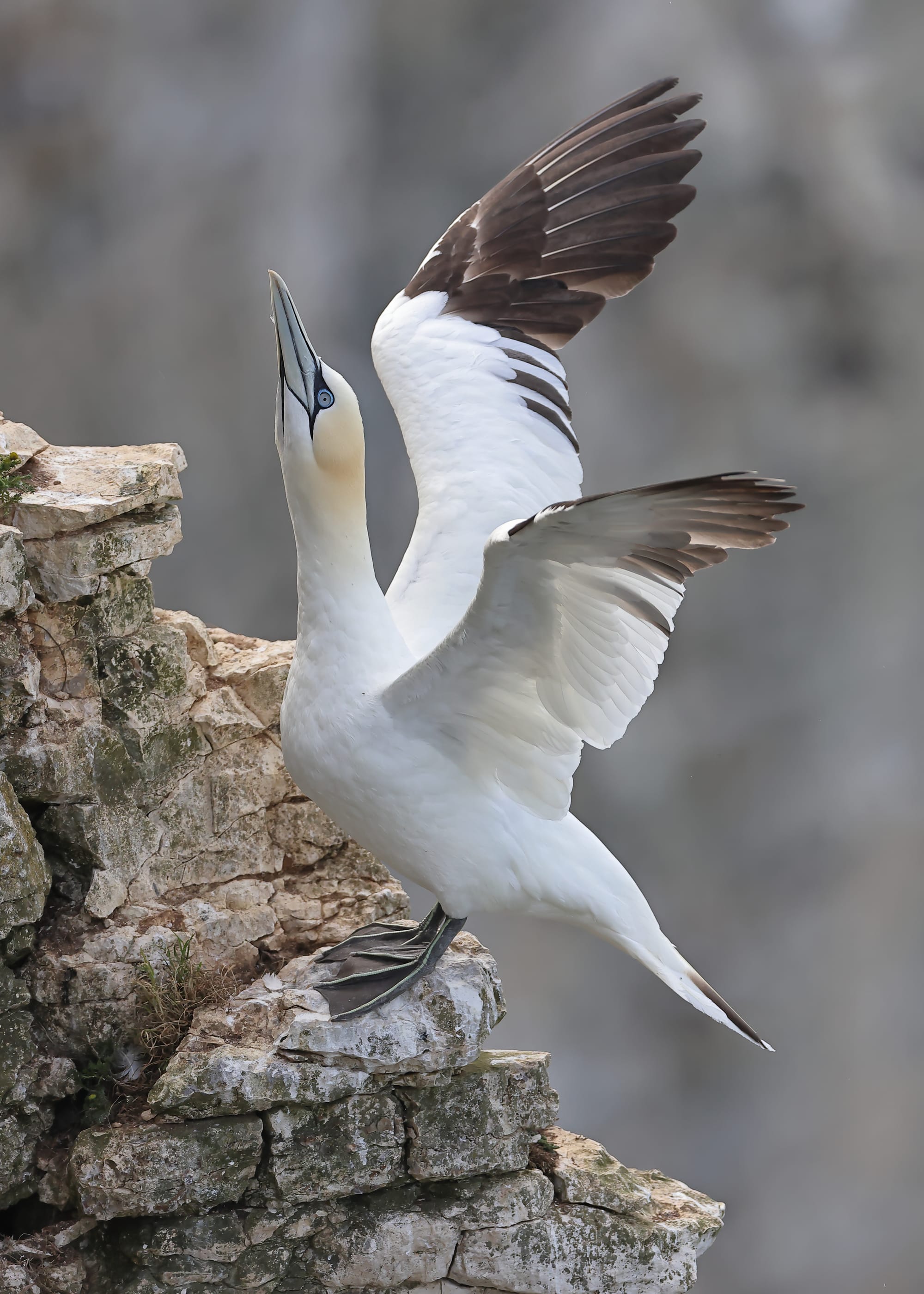 Gannet