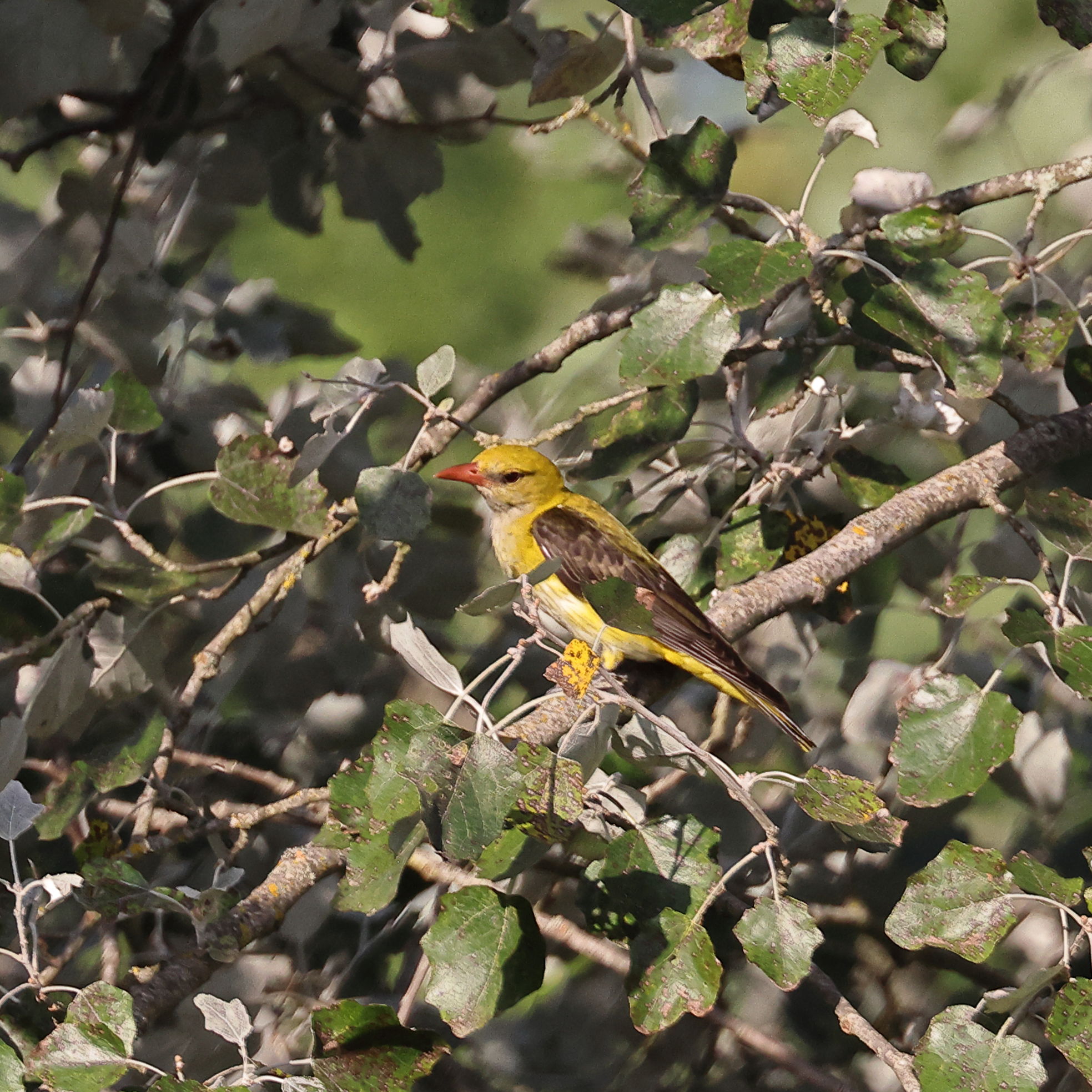 Golden Oriole