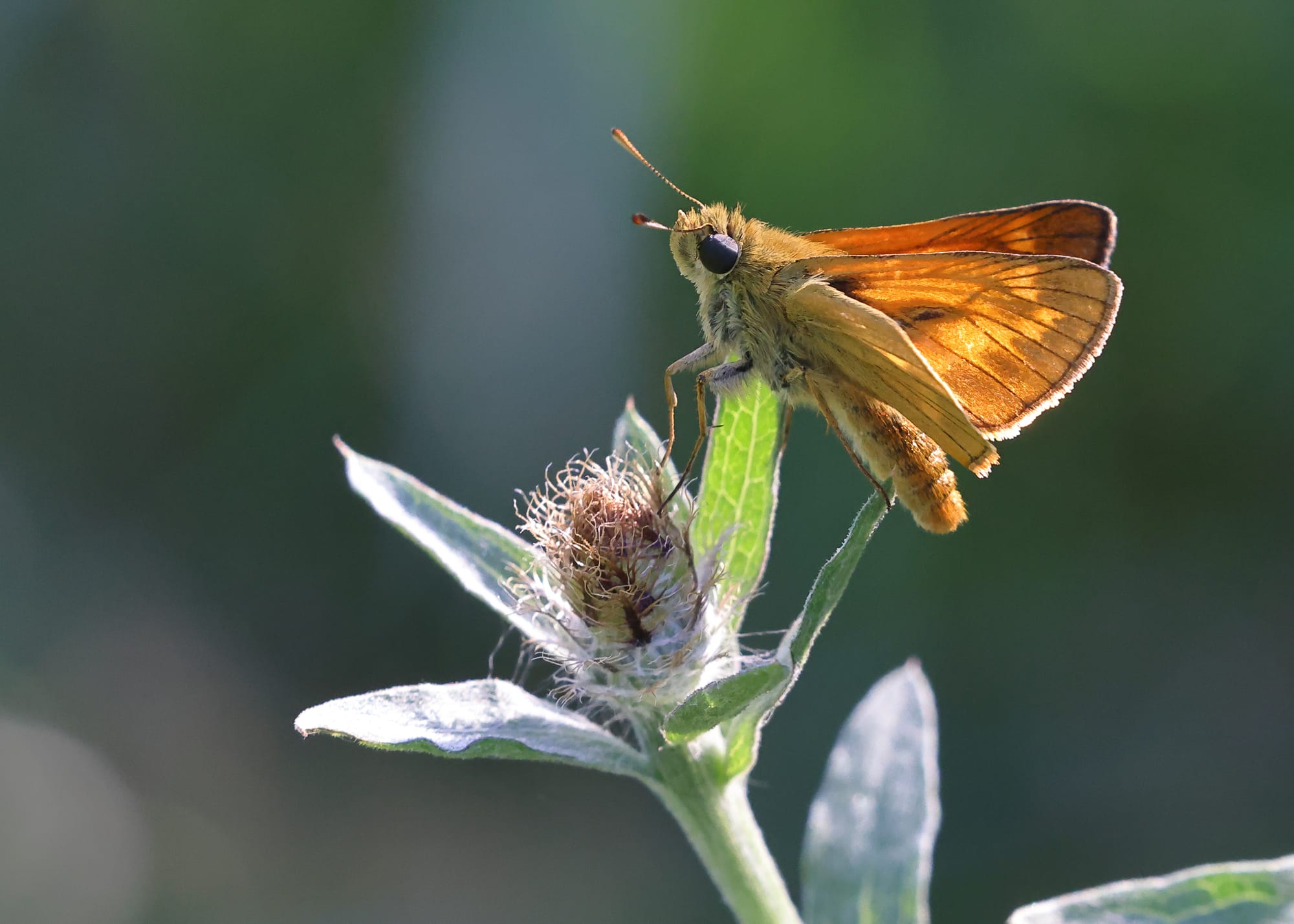 Large Skipper