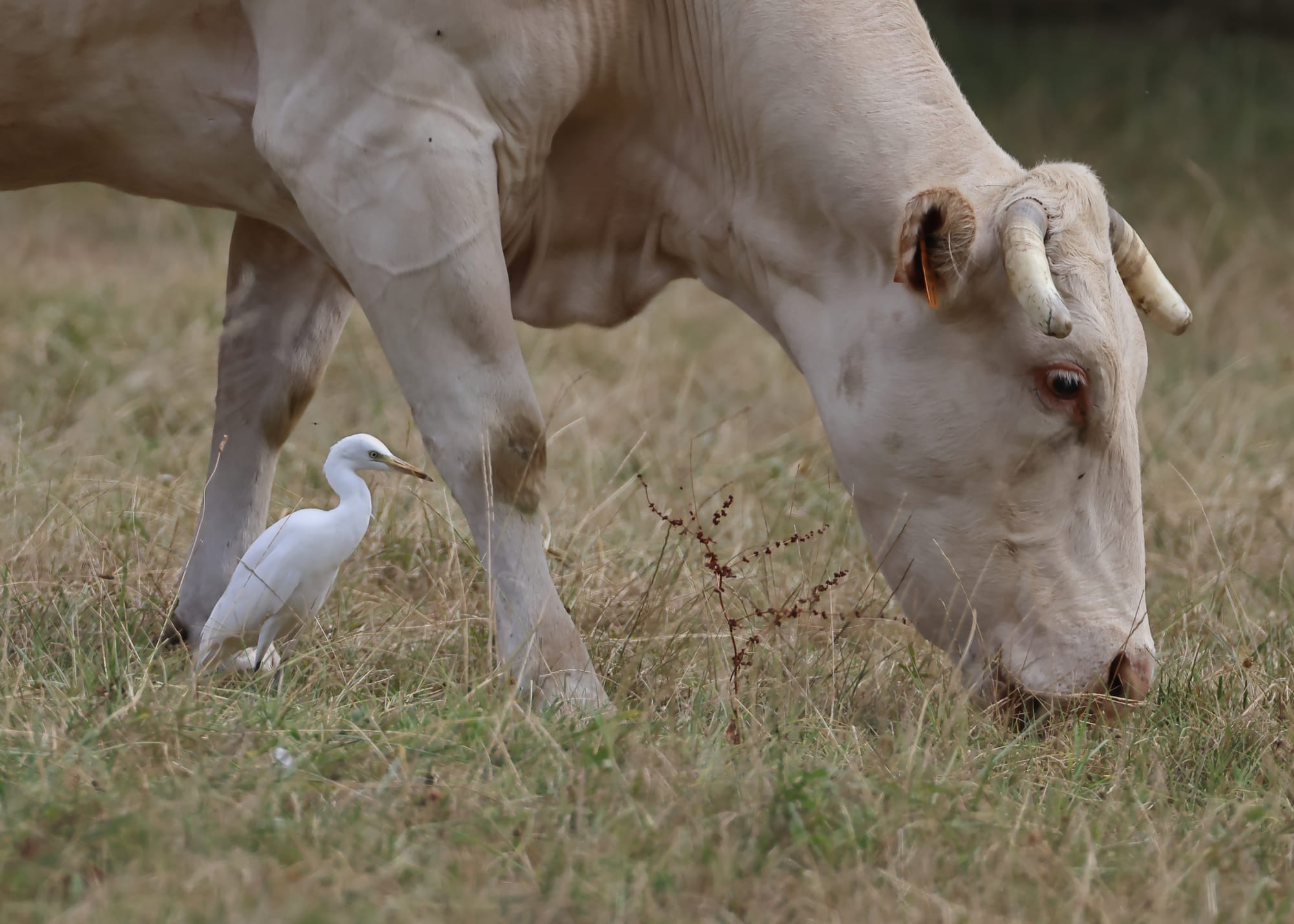 Cattle Egret