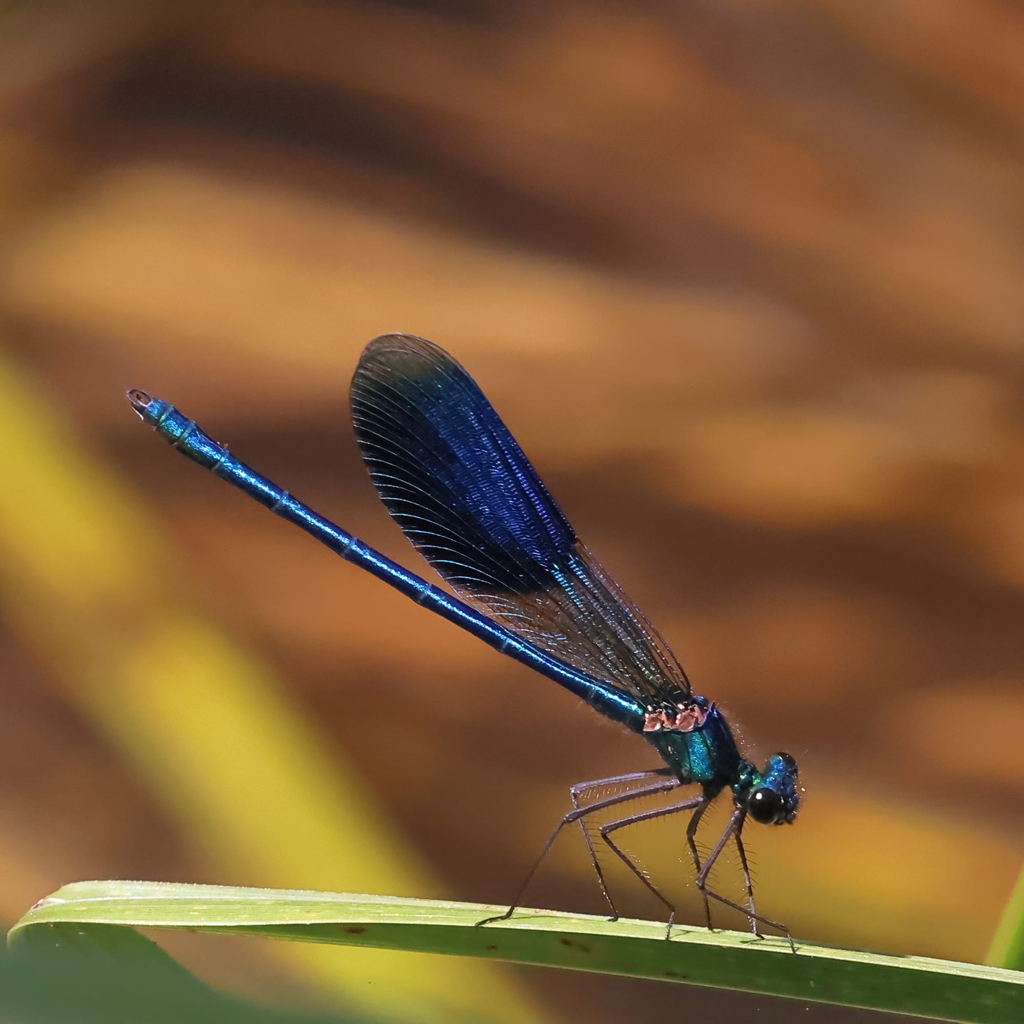 Banded Demoiselle