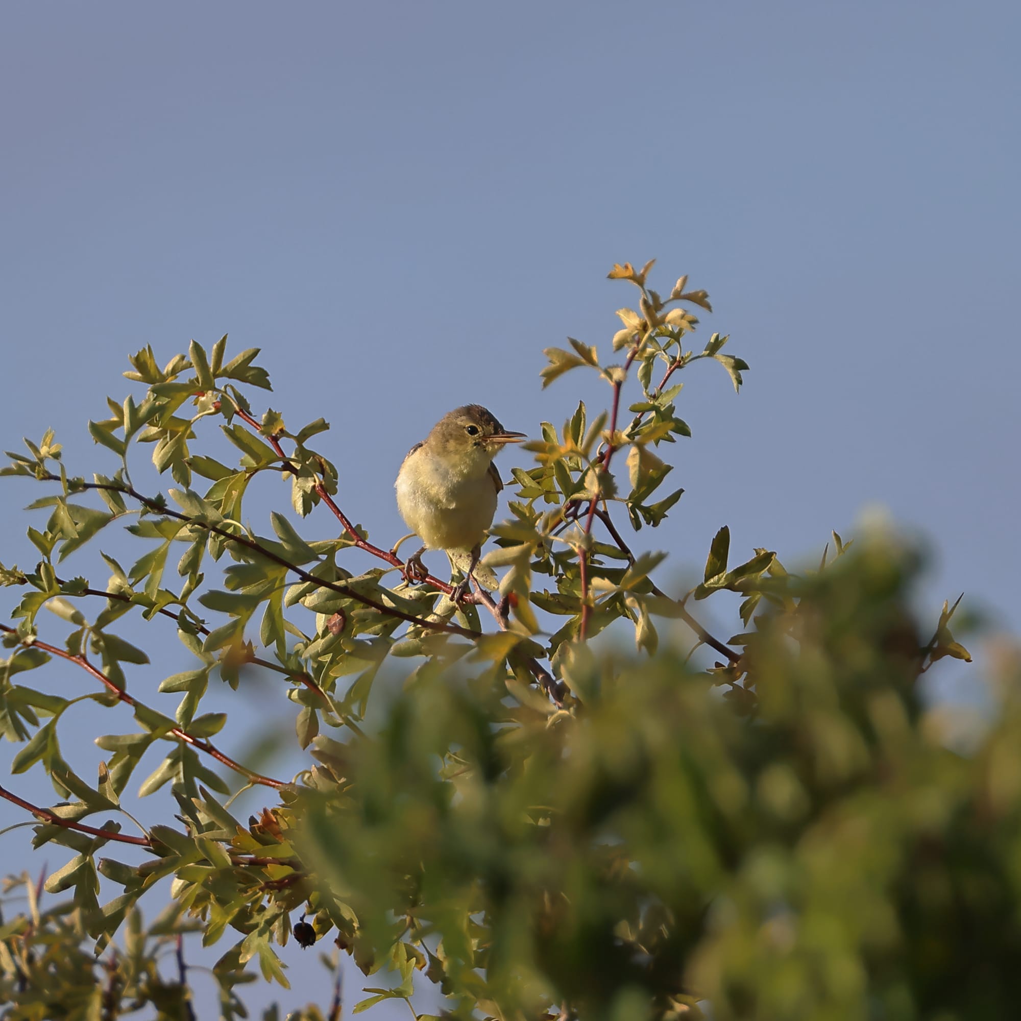 Melodious Warbler