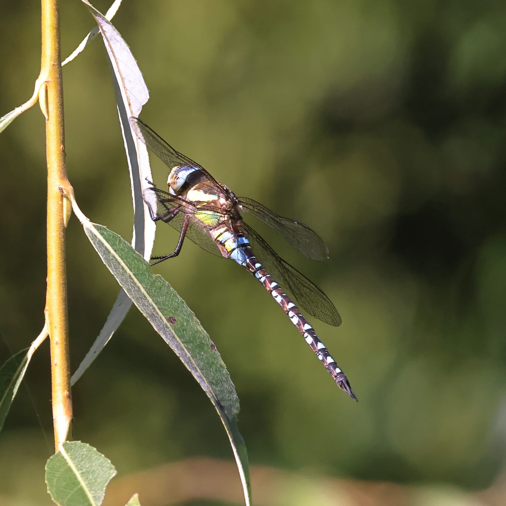 Migrant Hawker