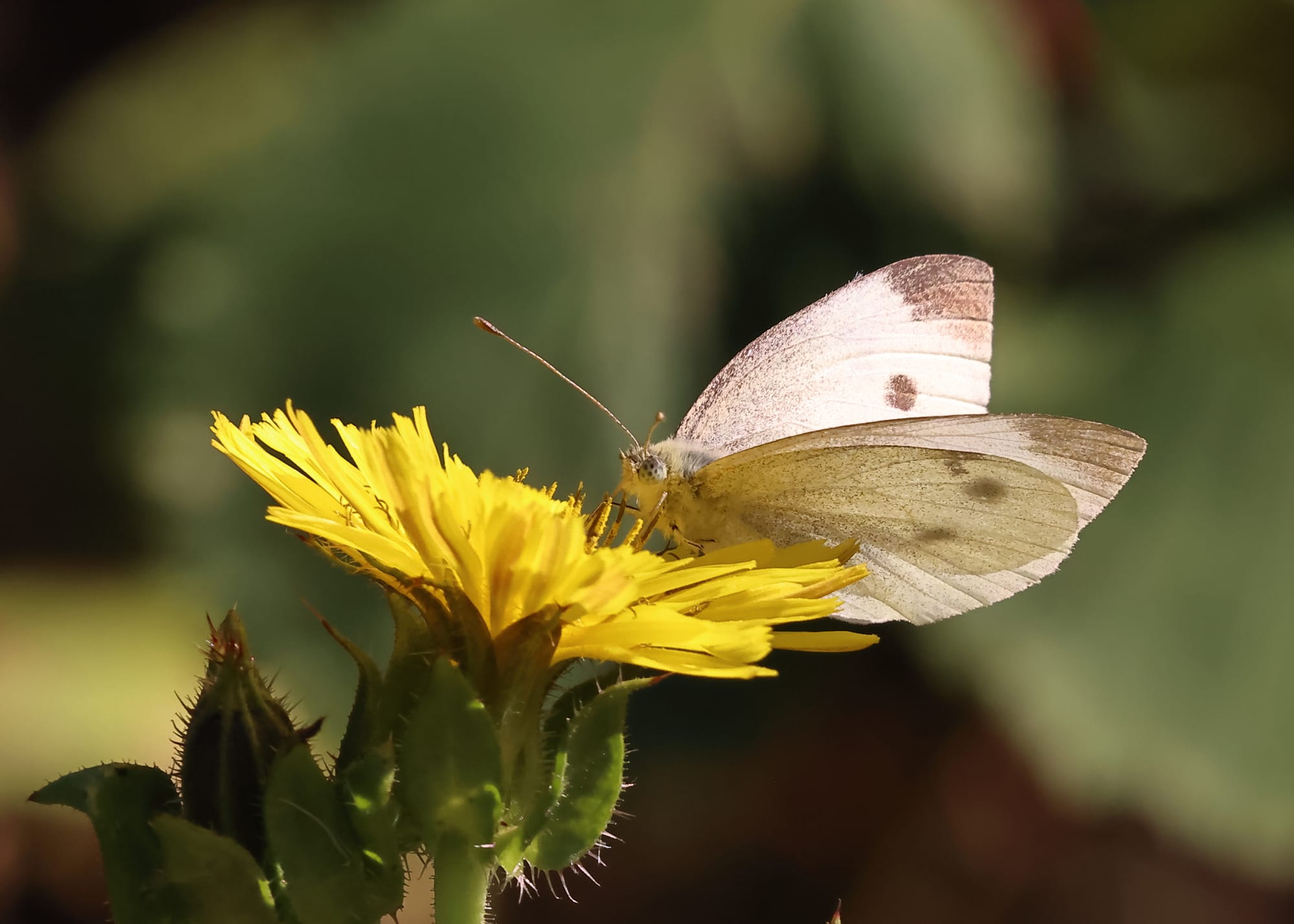 Small White