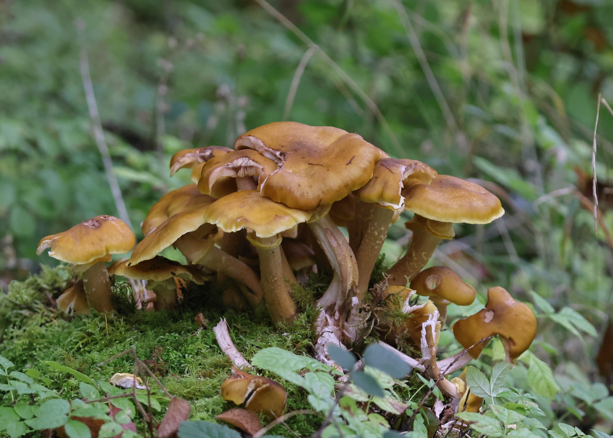 Honey Fungus