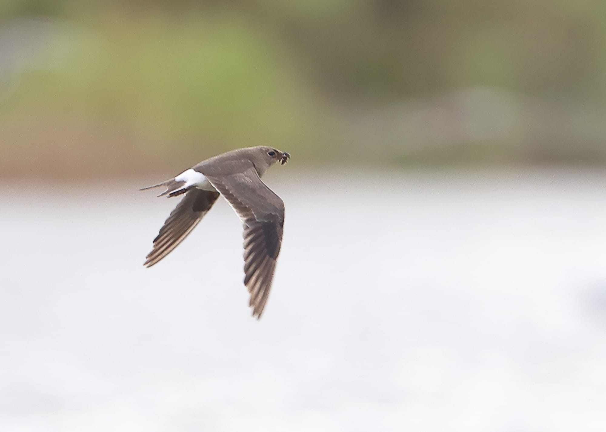 Collared Pratincole