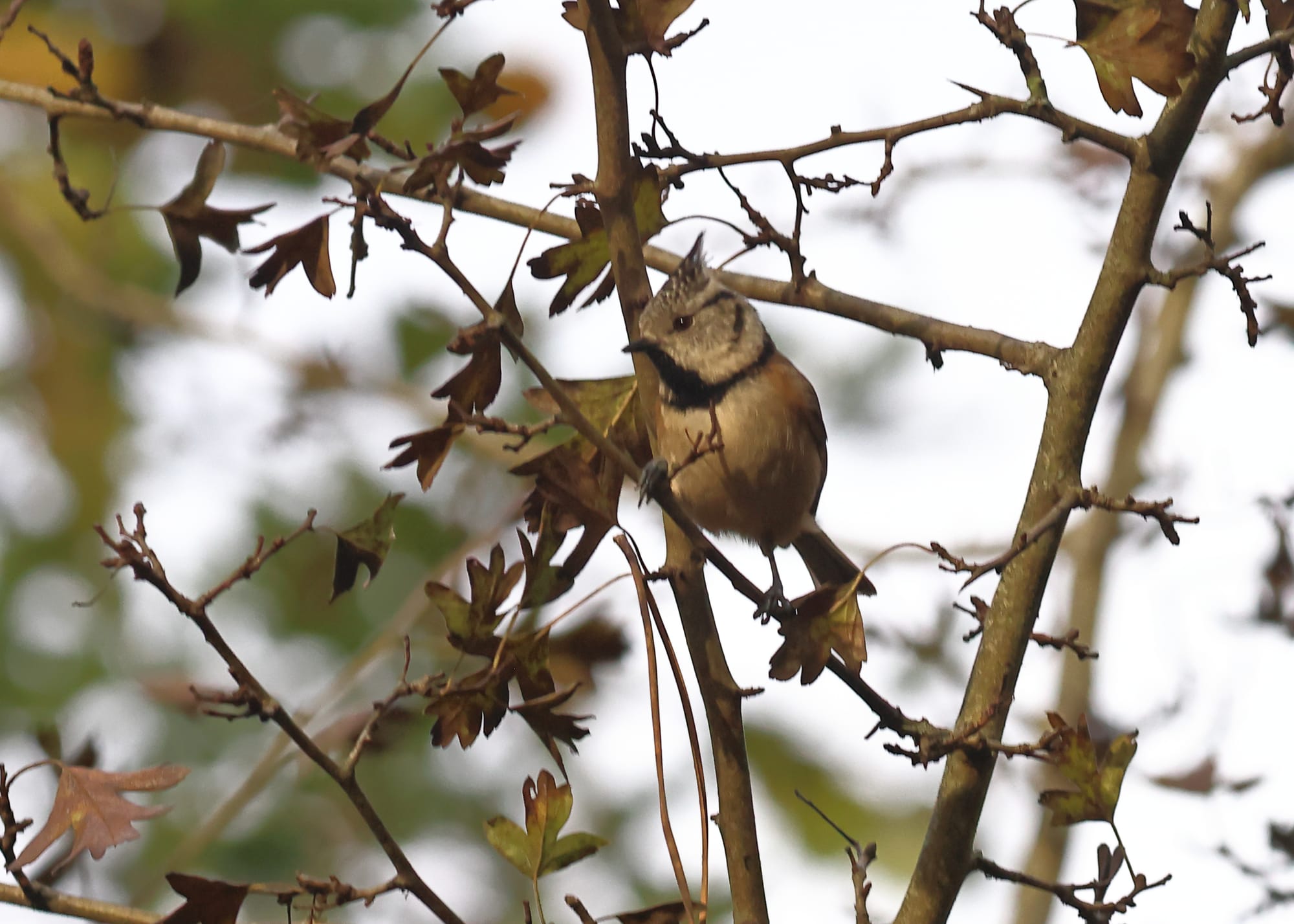 Crested Tit