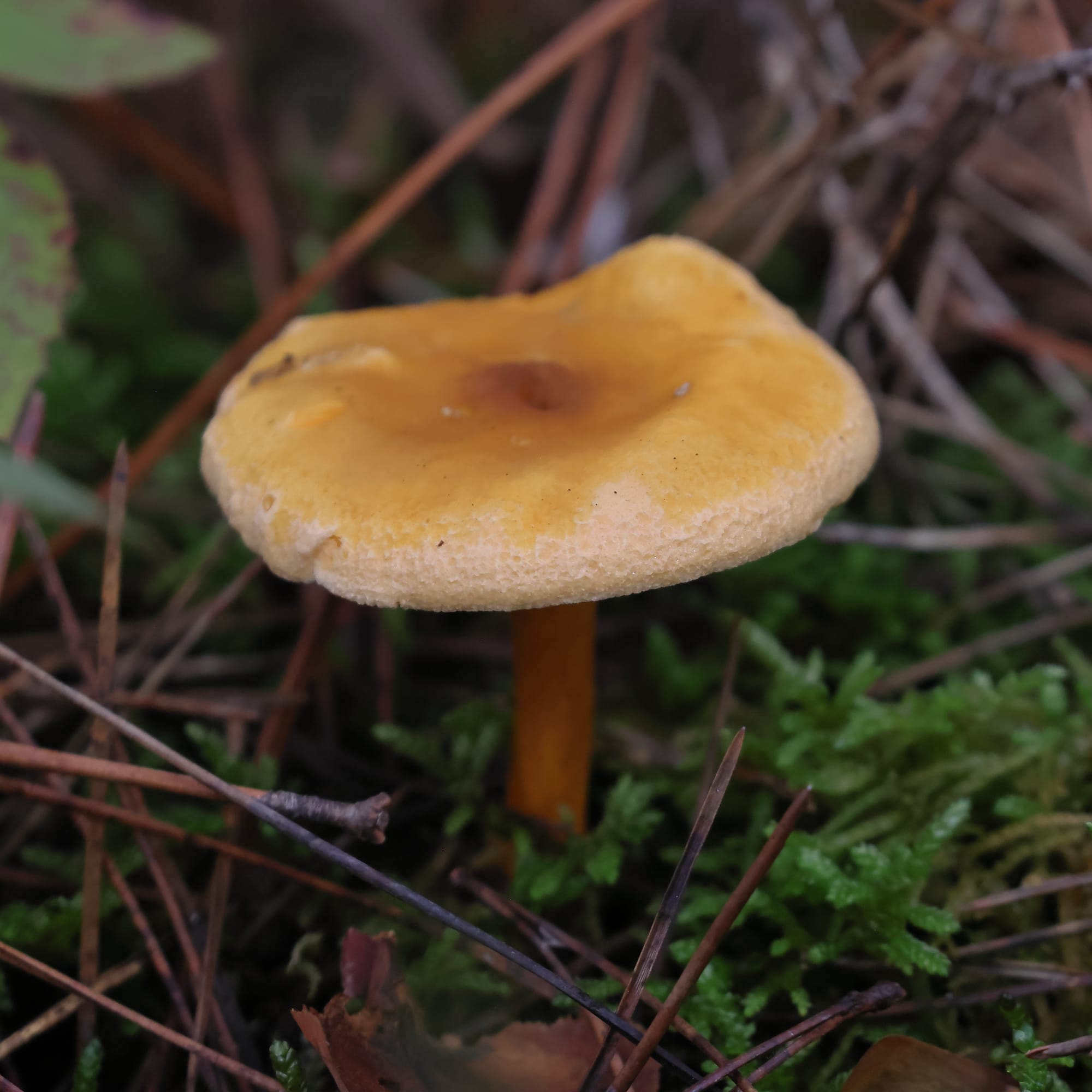 False Chanterelle