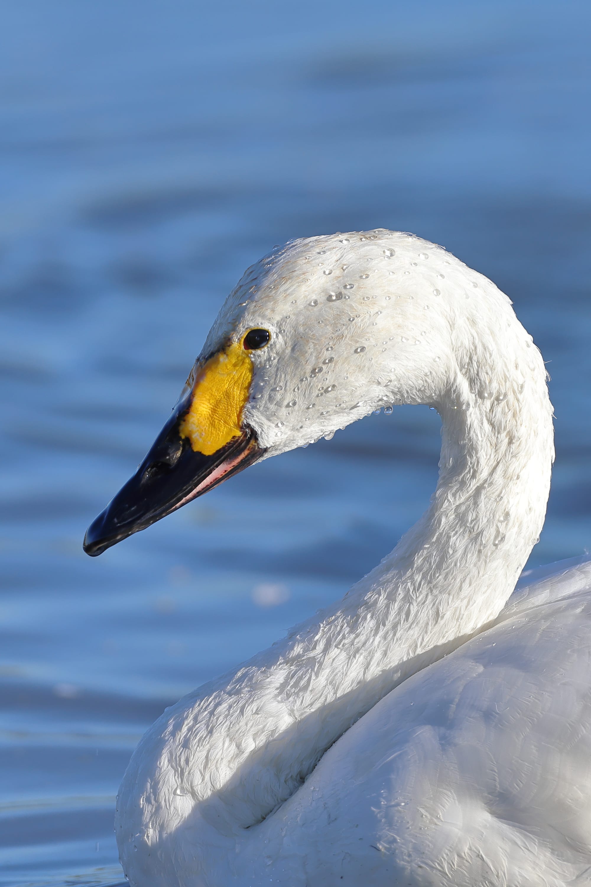 Bewick's Swan