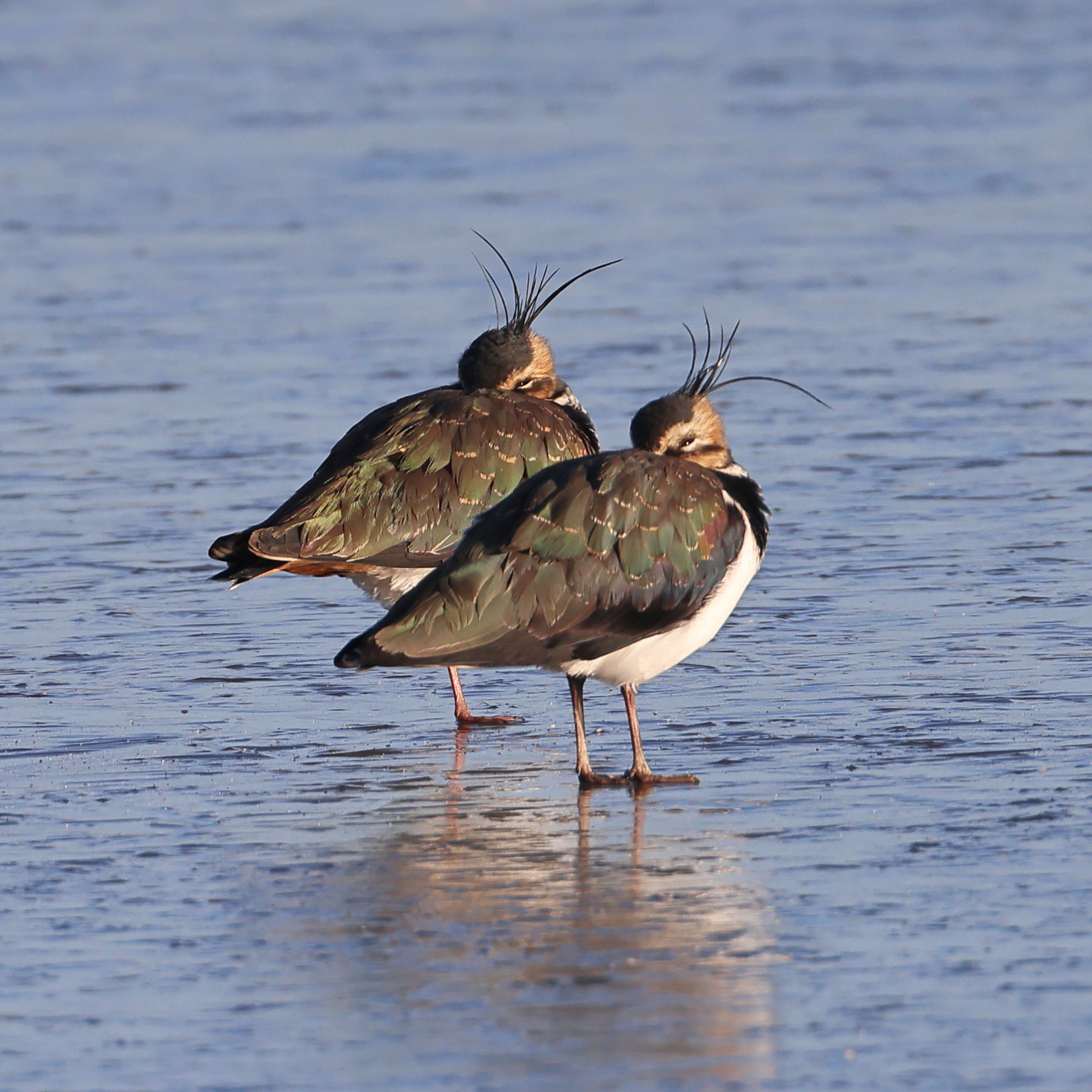 Lapwing