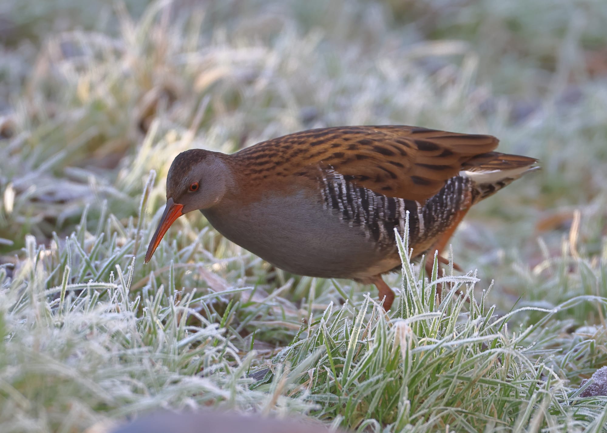 Water Rail