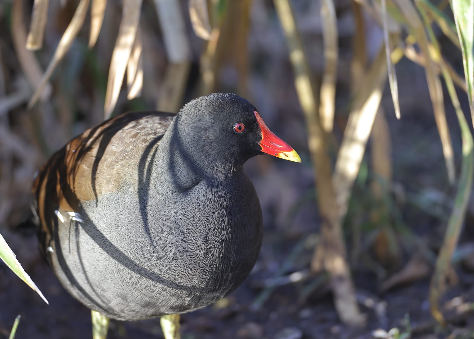 Moorhen