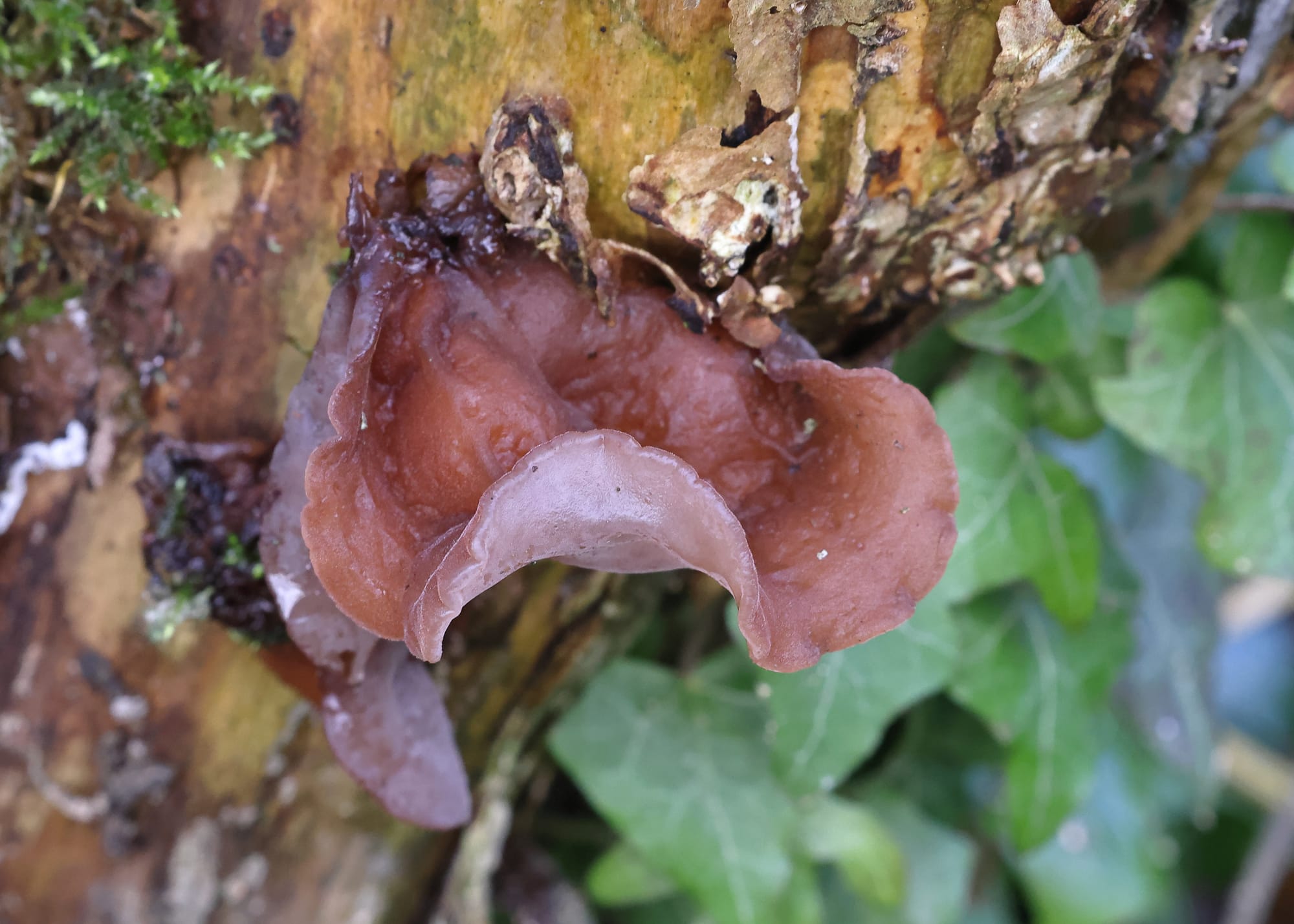 Jelly-ear Fungus