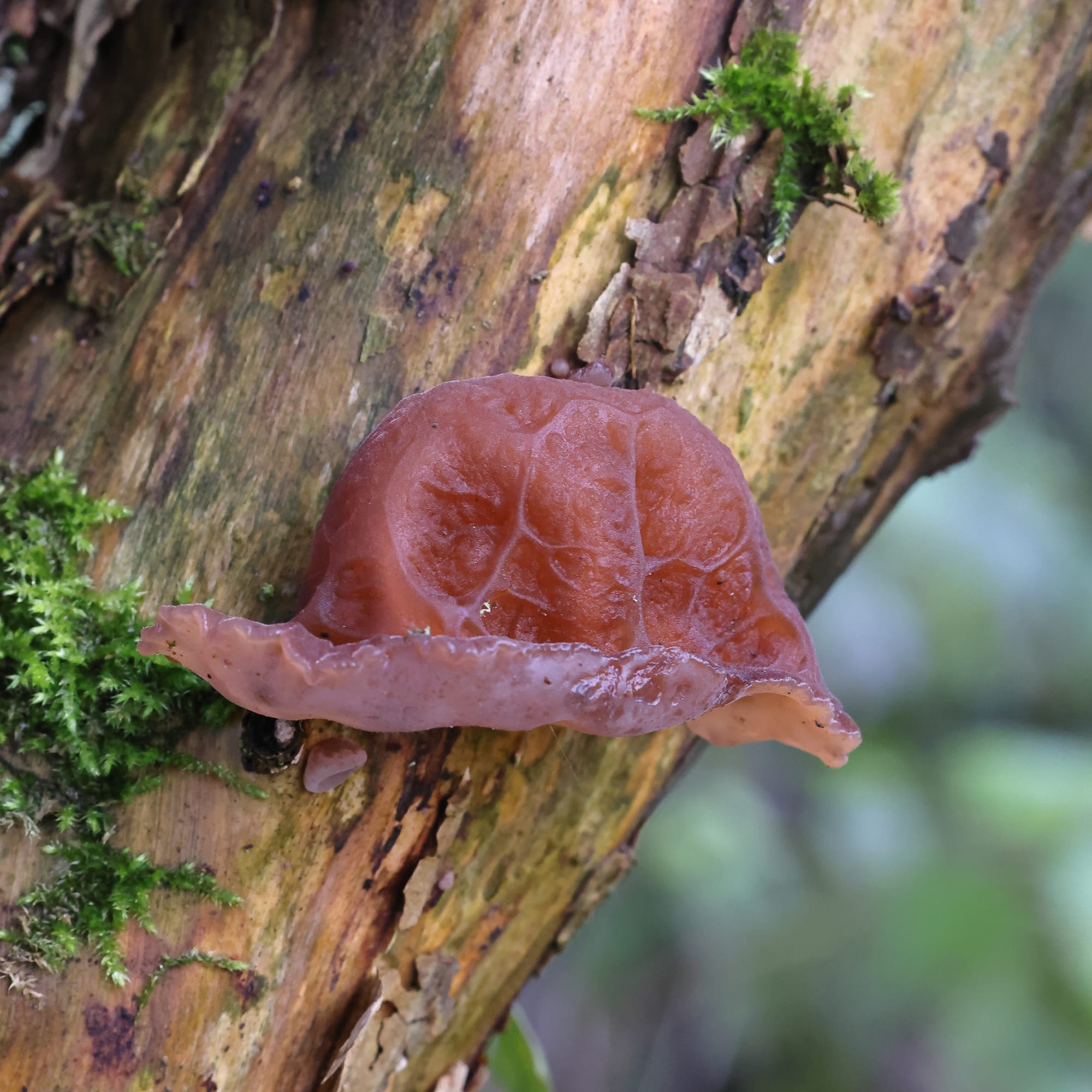 Jelly-ear Fungus