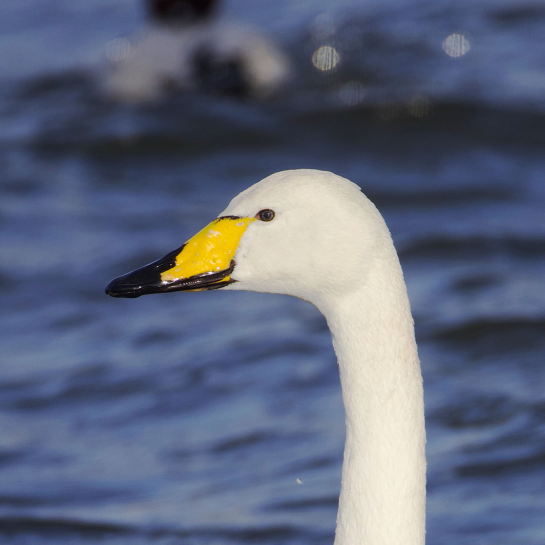 Whooper Swan